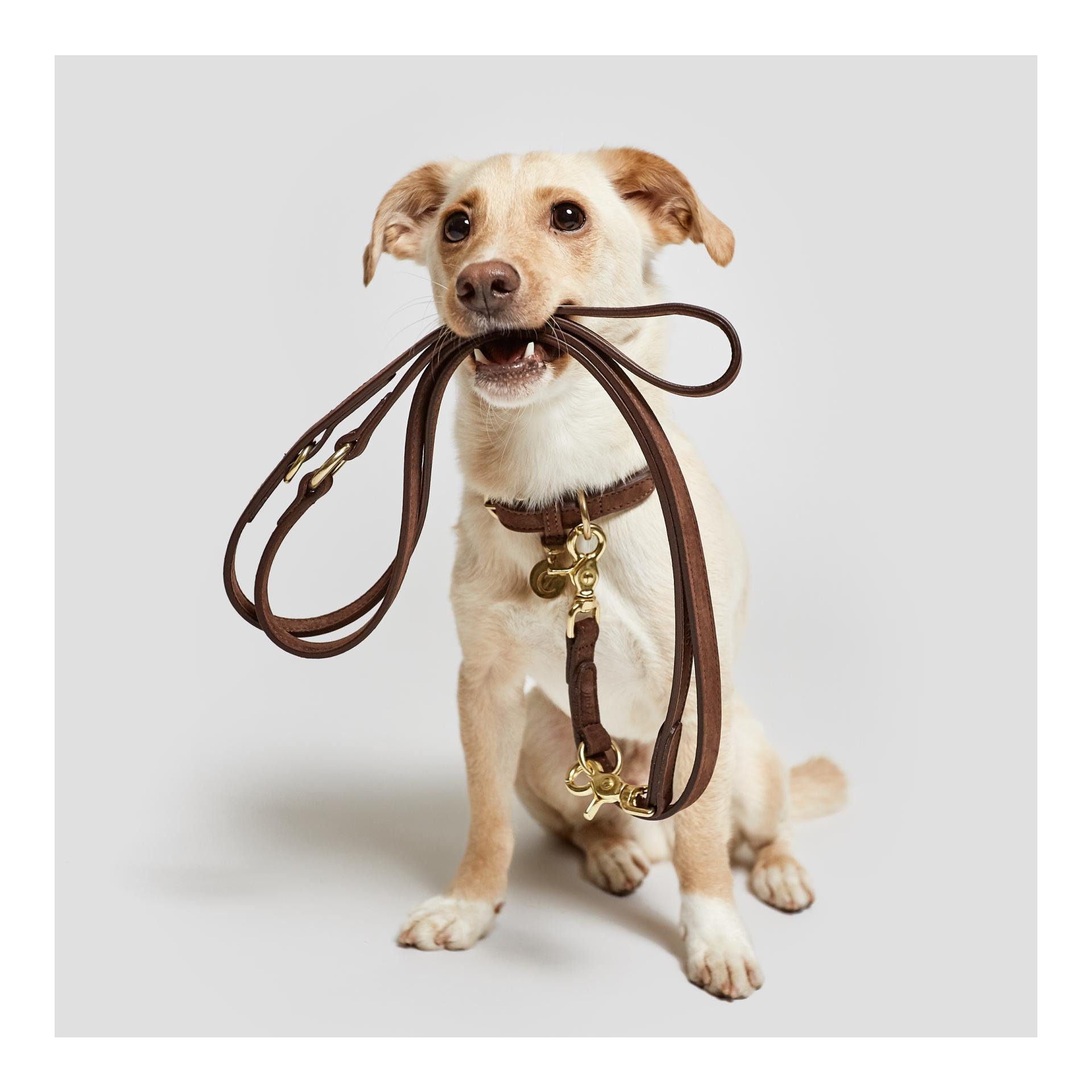 Verstellbare Führleine Tiergarten Echtleder