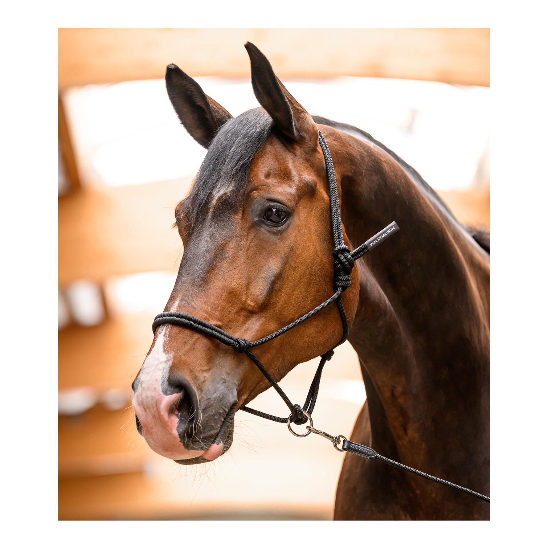 Waldhausen Knotenhalfter mit beweglichem Ring