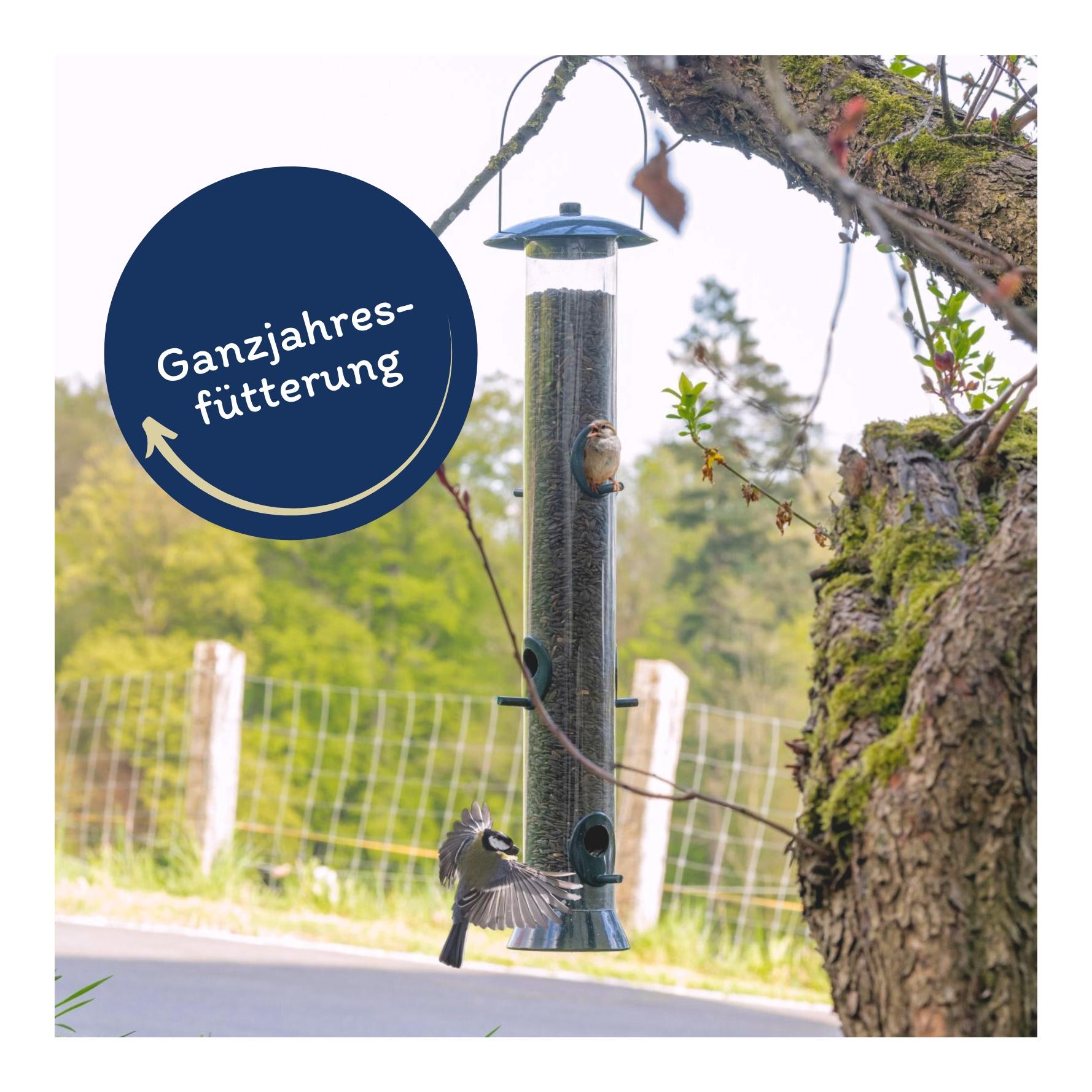 Sonnenblumenkerne schwarz