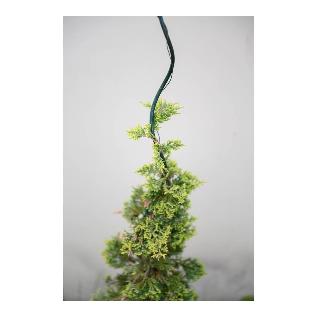 Spiralstütze für Pflanzen aus Metall - pulverbeschichtet