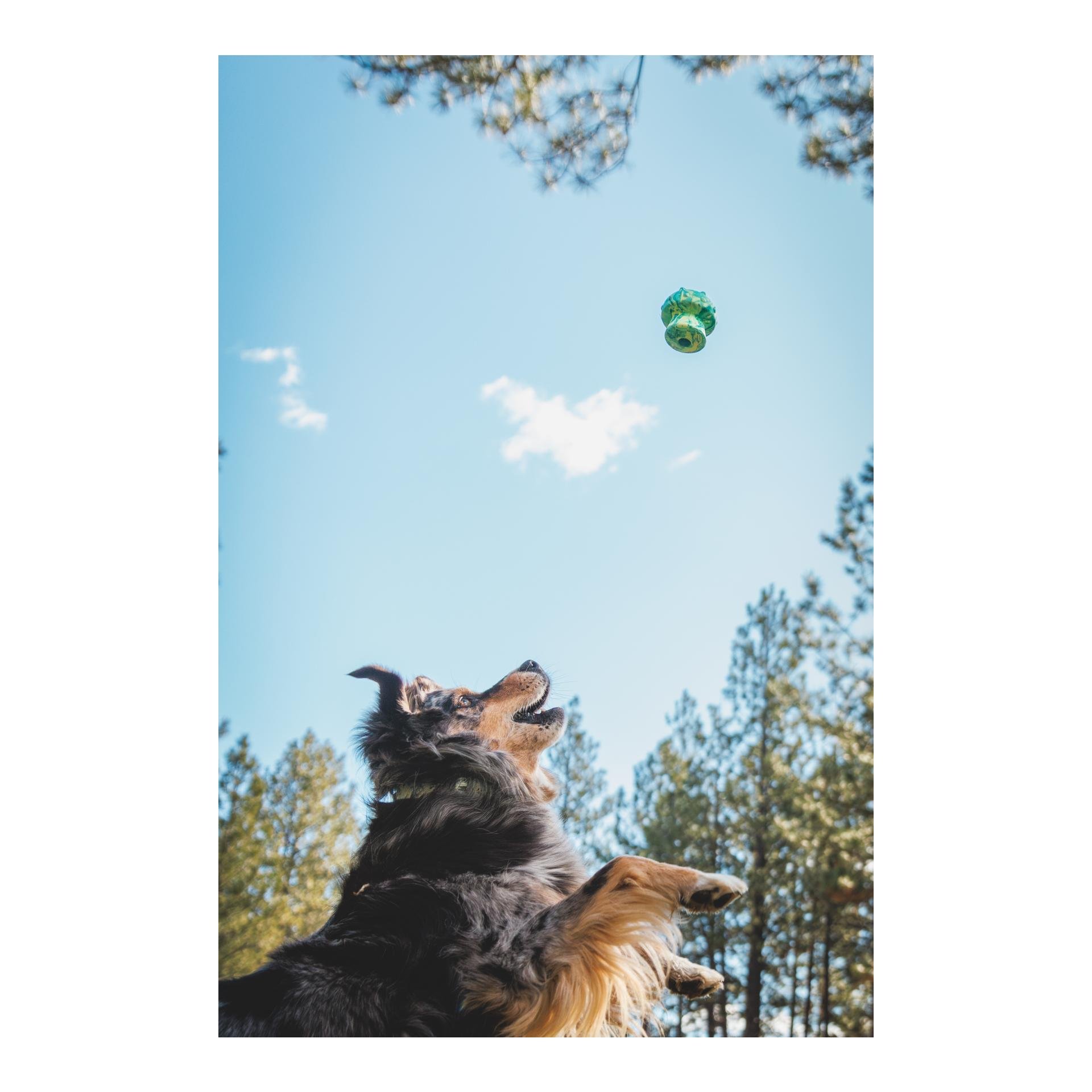 Hundespielzeug Toadstool