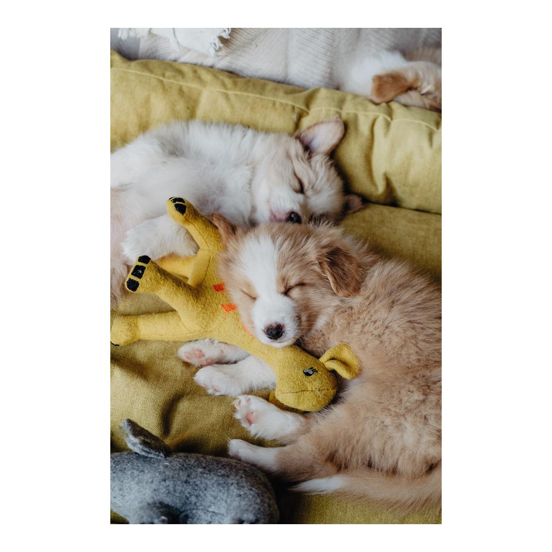 Canapé pour chien Eiby - jaune