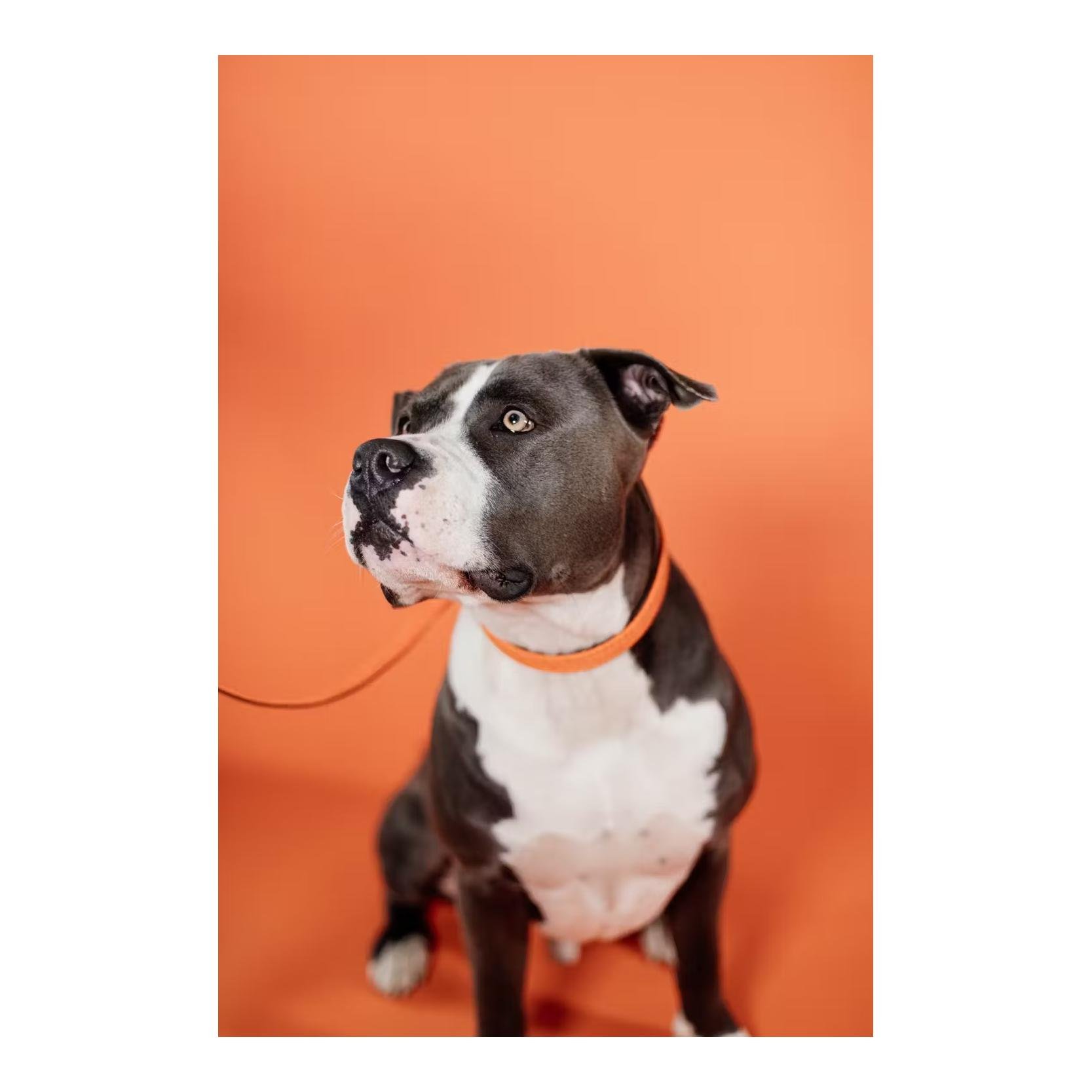 Hundehalsband Nylon geflochten