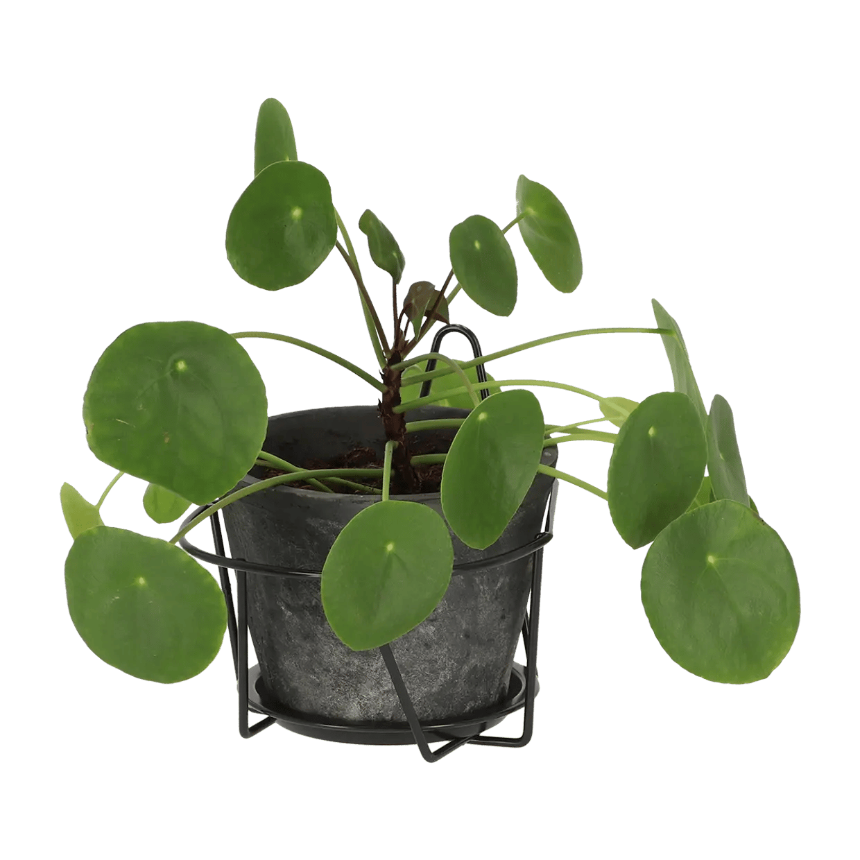 Esschert Wandblumentopfhänger