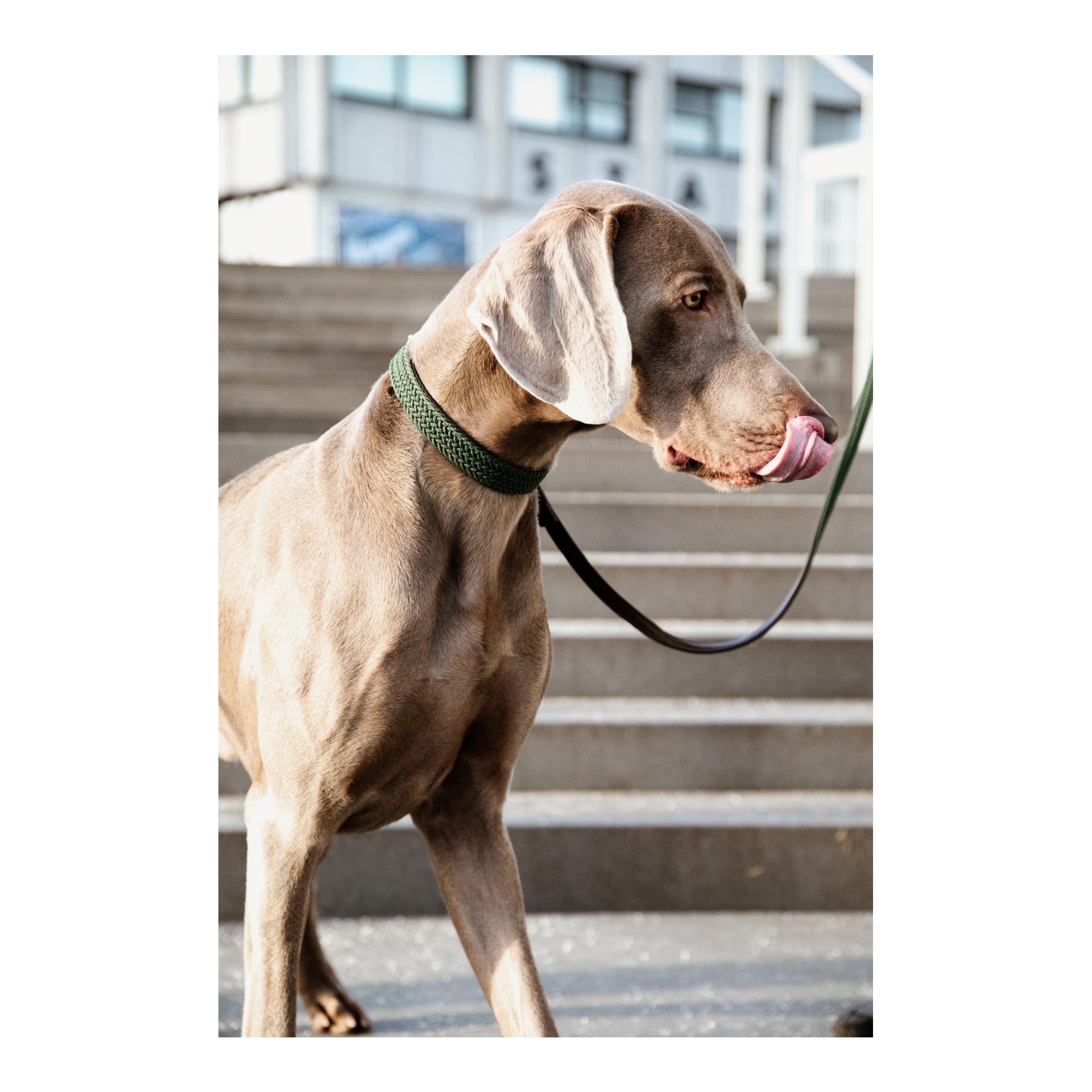 Hundeleine Nylon geflochten - olive green