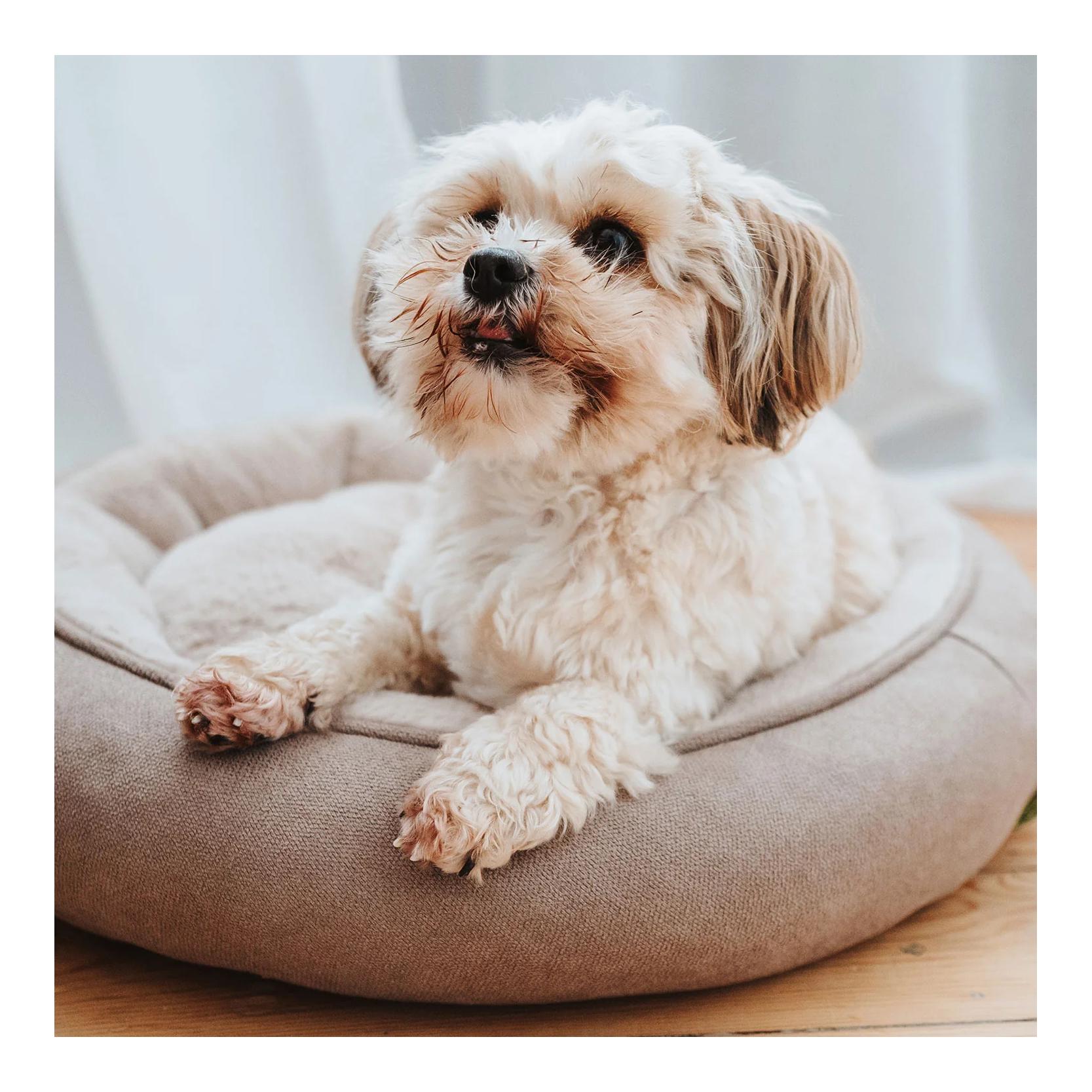Hundedonut Rockford Hundedonut Rockford