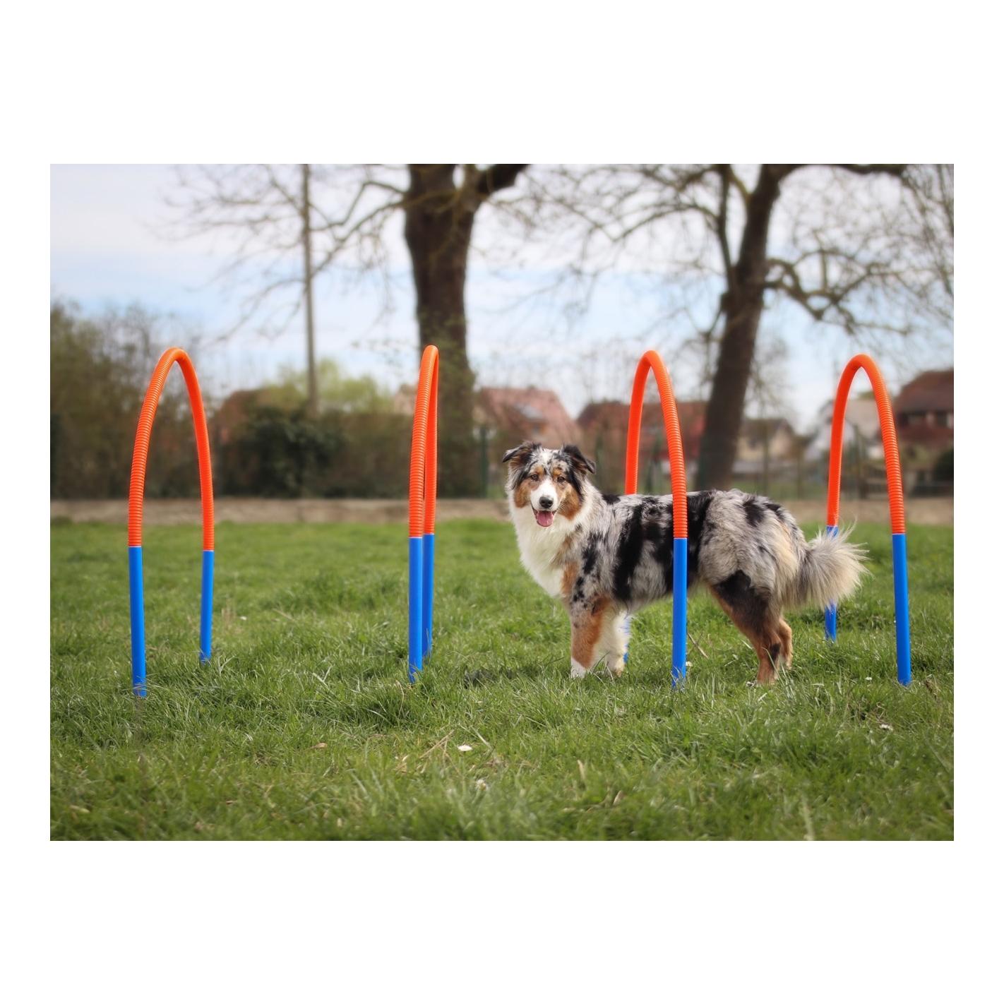 Starter Training Set für Hunde