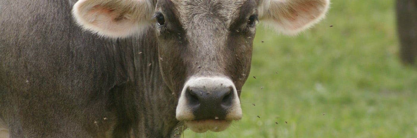 Schaedlingsbekaempfung_1400x456