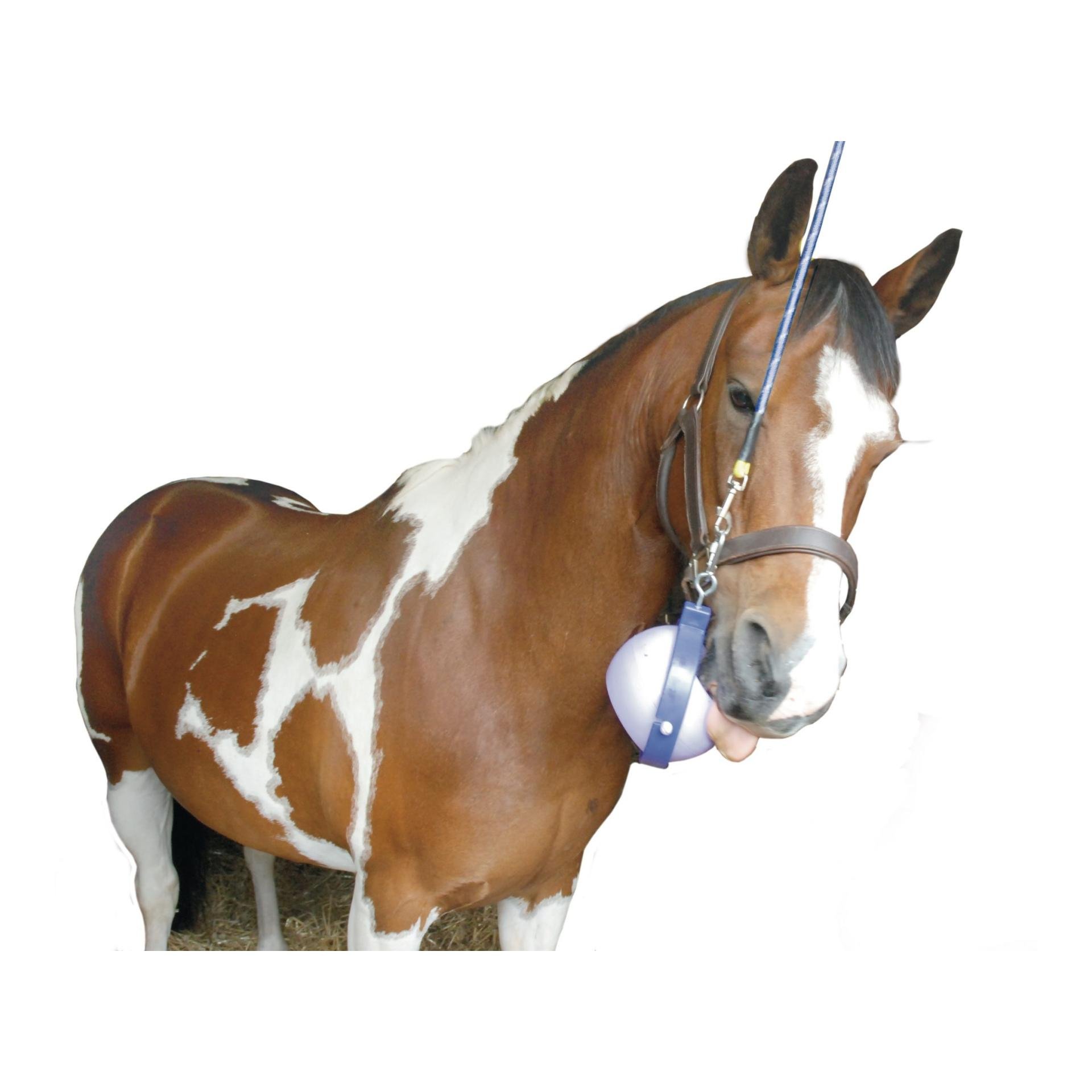Friandise cheval : plaisir, éducation, équitation - Cochon