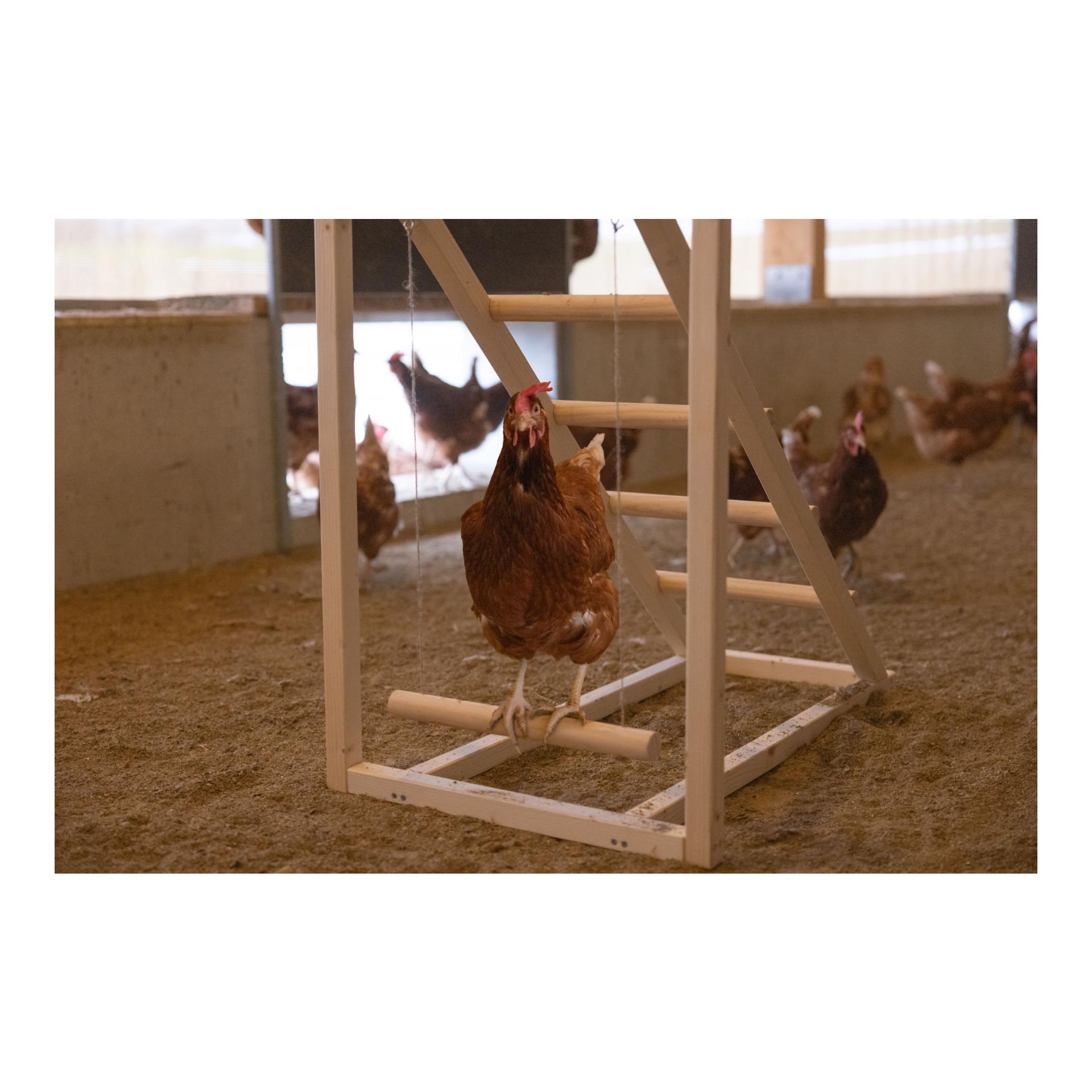 Kletterturm mit Schaukel für Hühner
