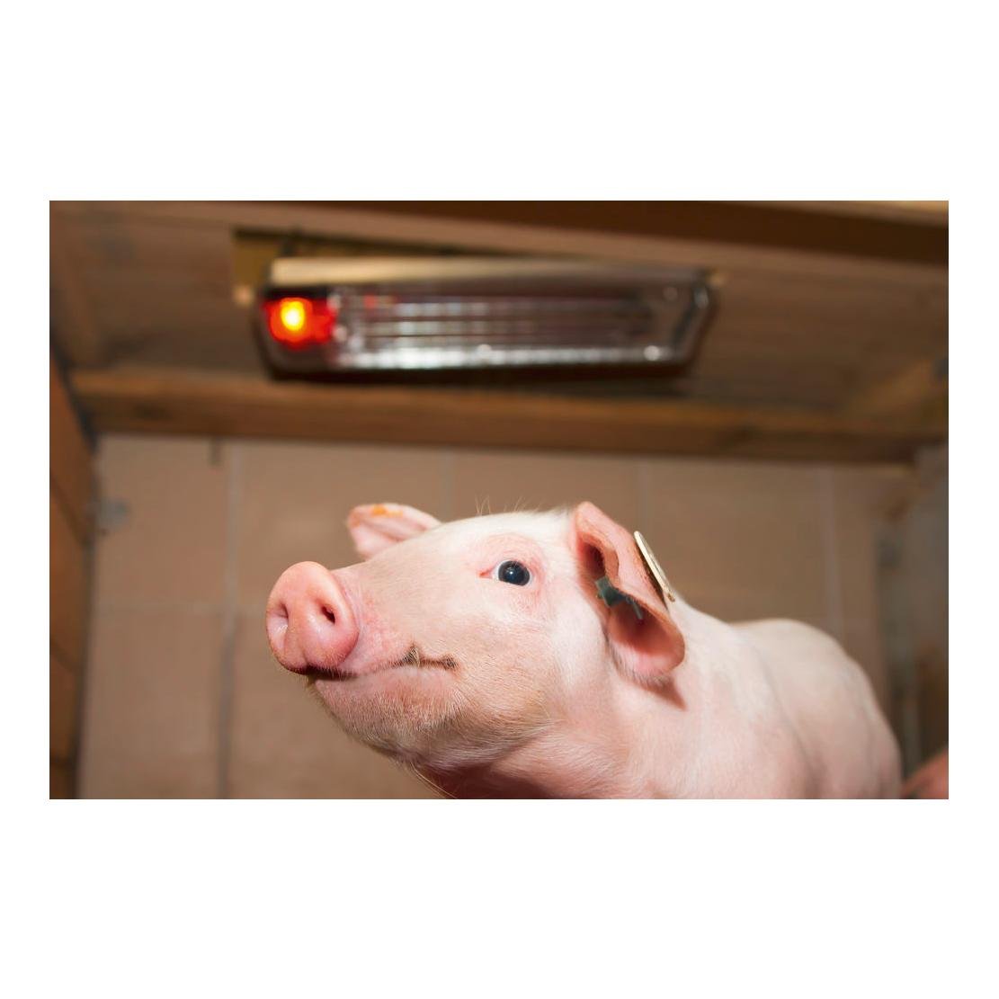 Sunny Boy Wärmestrahlgerät