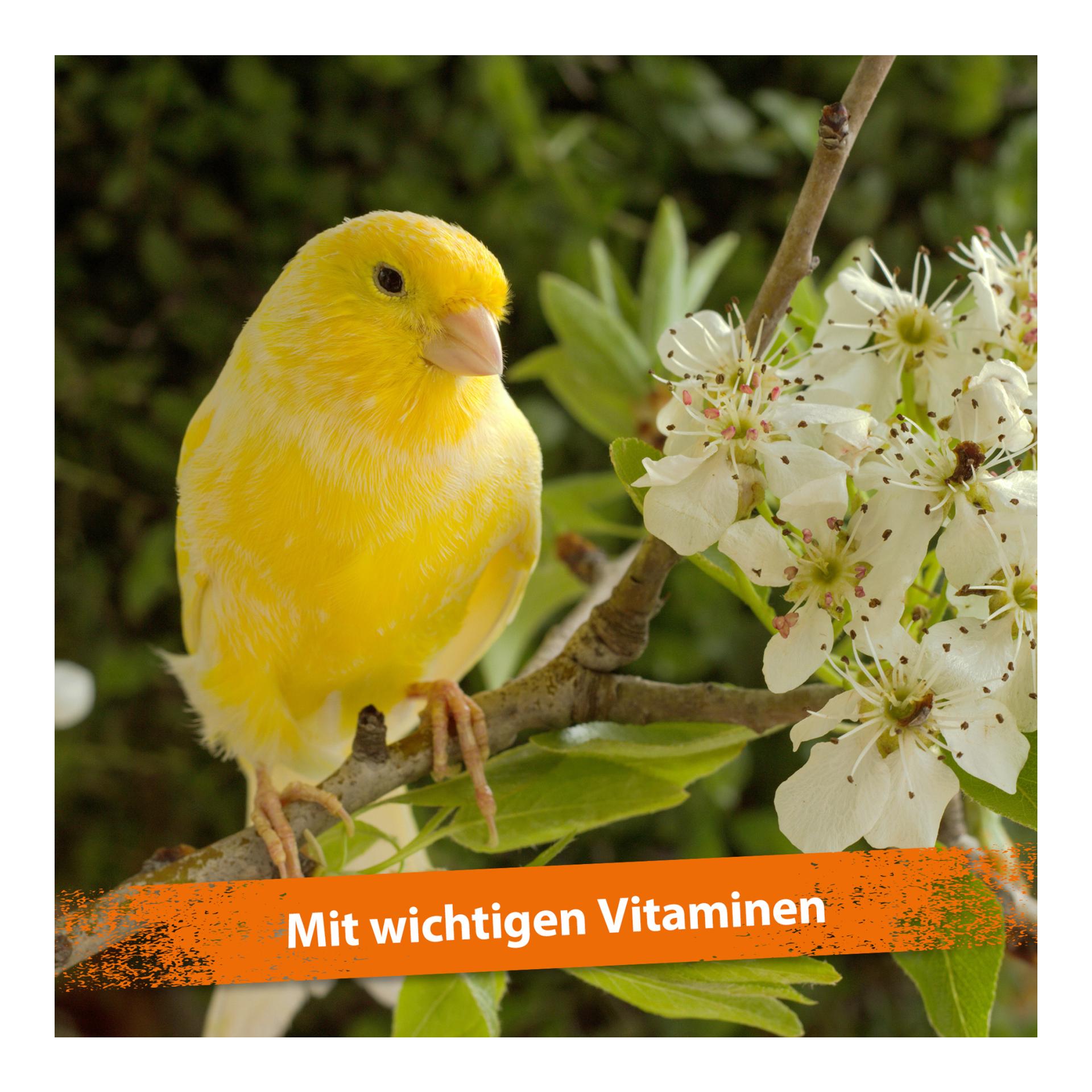 Mispusan - Mineralfuttermittel für Amphibien, Reptilien & Vögel