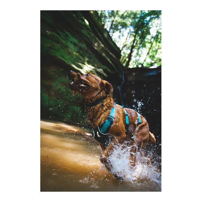 Flagline™ Hundegeschirr