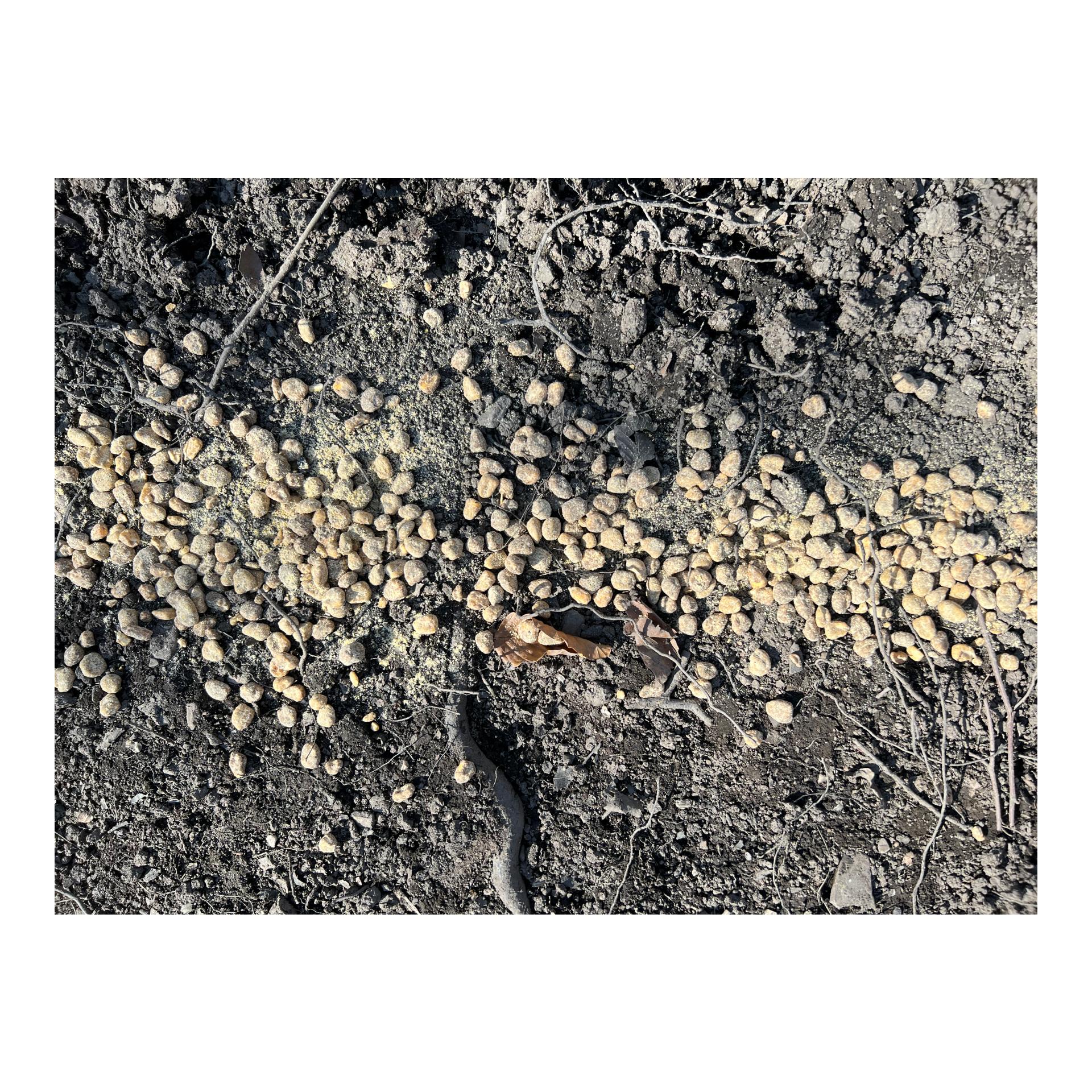 Magic Boilies Nr. 2 Topinambur/Vogelbeere