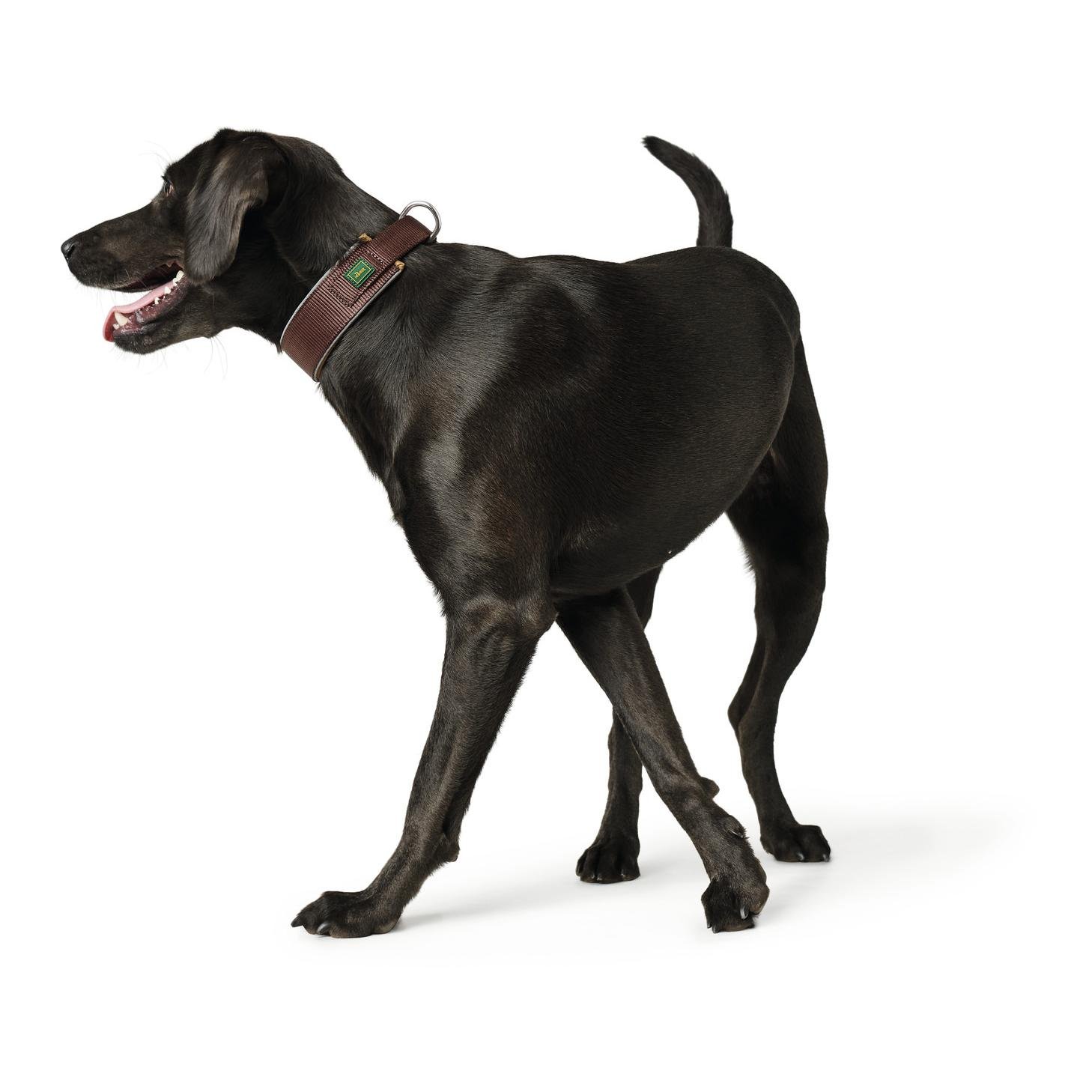 Halsband Neopren Reflect Neopren/Nylon - braun/caramel