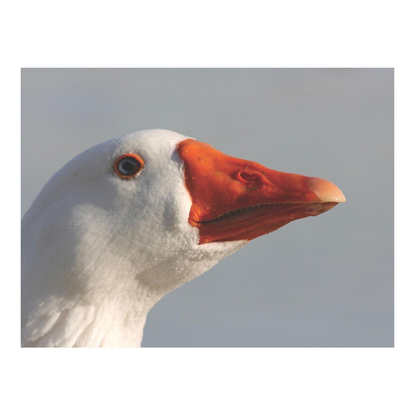 granovit Enten & Gänse Ergänzungsfutter 