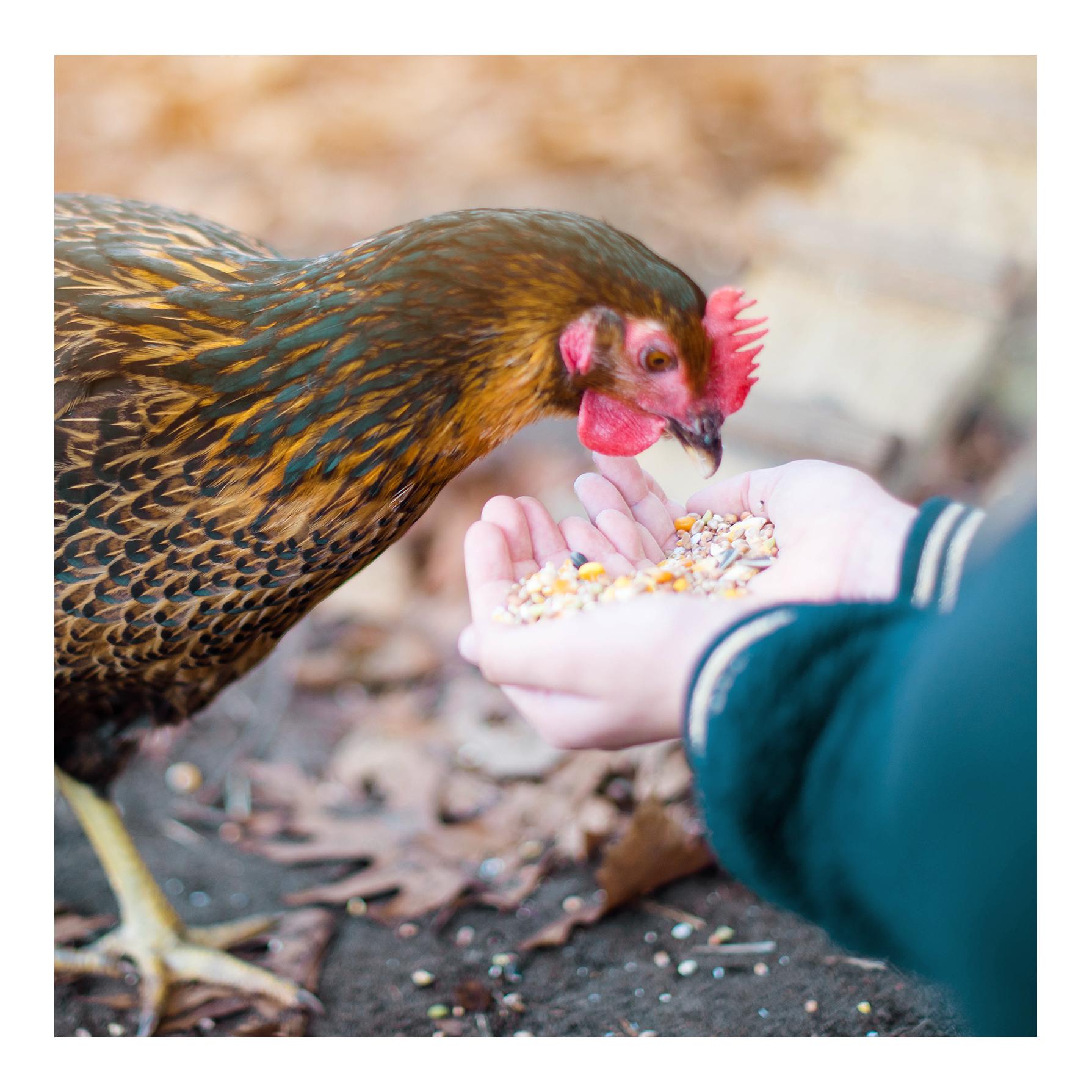 Mélange alimentaire pour poules - Aliment complet équilibré - Mélange pour toute l'année