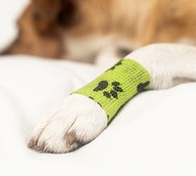 Hauptner-VET-KAT-Verbandsmaterial