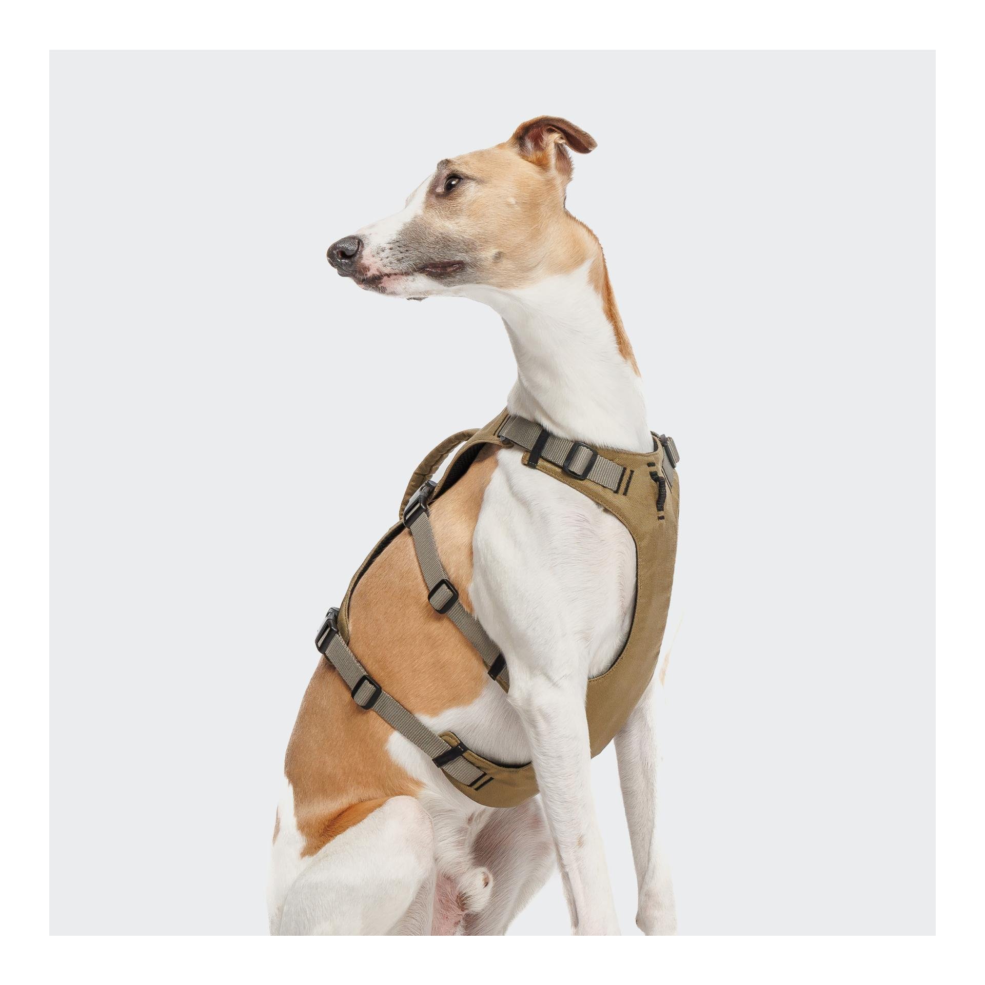 Y-Safe-Hundegeschirr