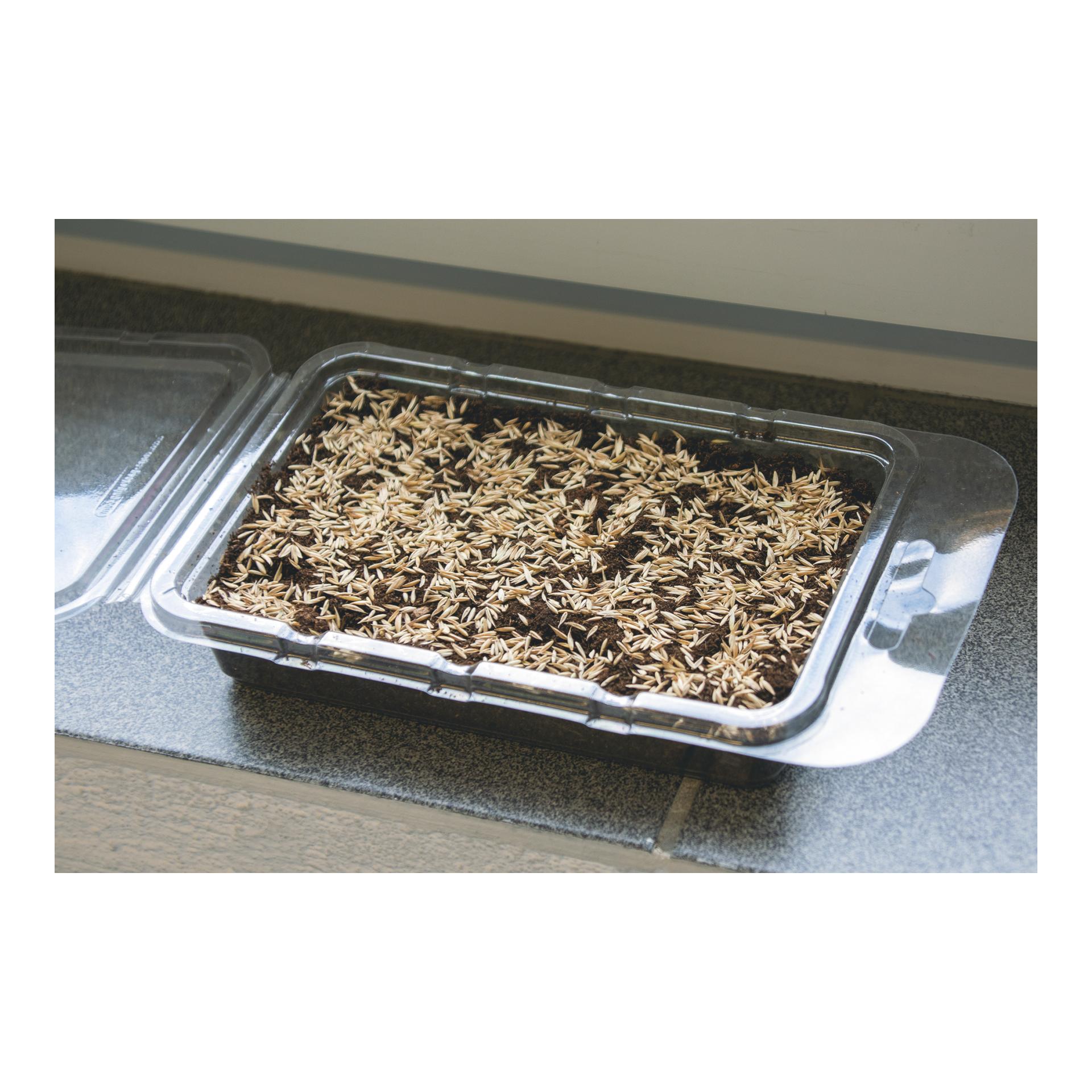 Katzengras Vital Bio