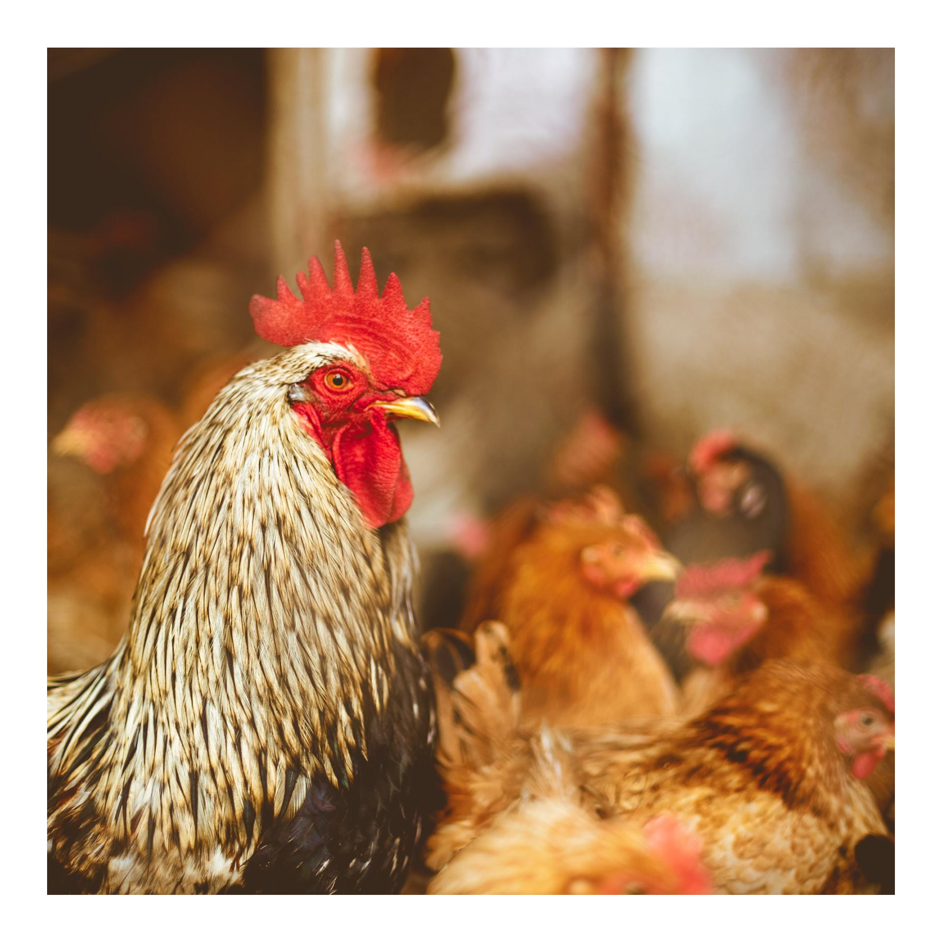 Terre de diatomée Natur - Terre de diatomée en poudre