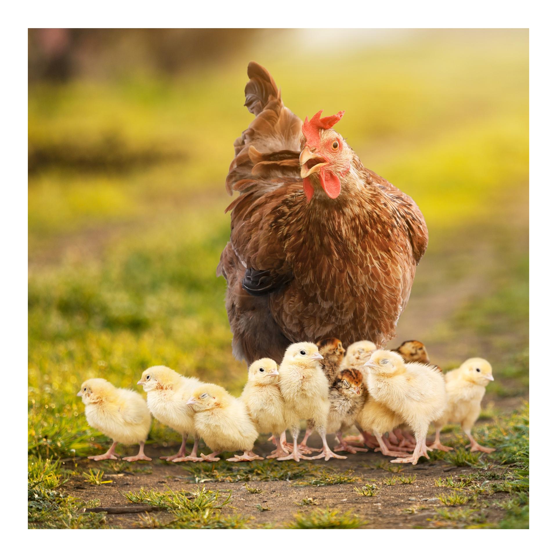 VitalBoost 4in1 - Concentré de vitamines pour des défenses immunitaires fortes