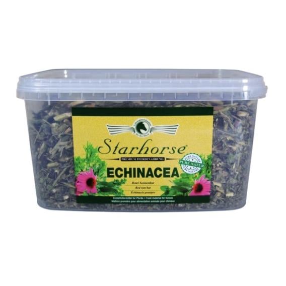Image of Starhorse Echinacea bei Hauptner.ch