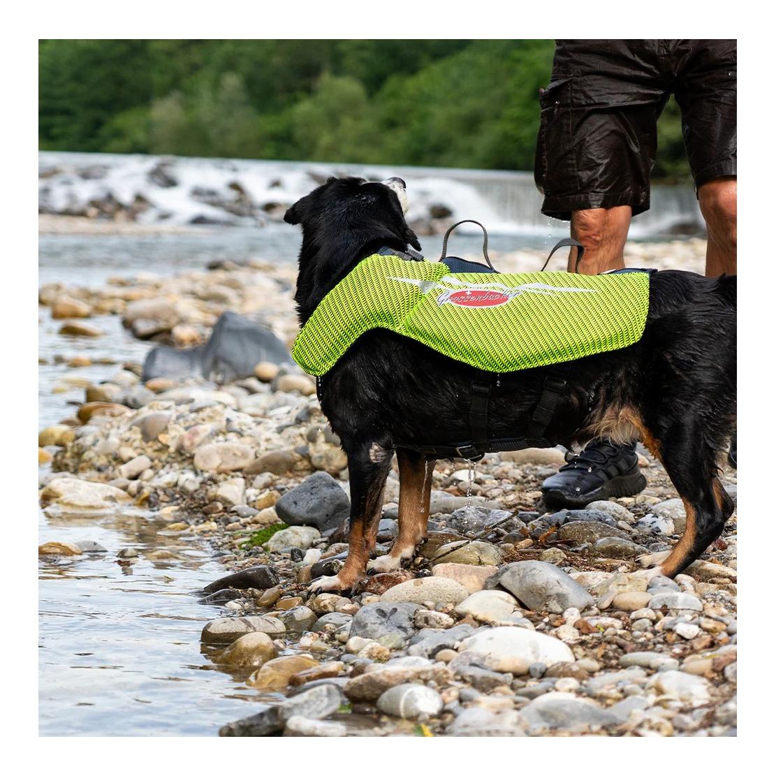 Beat Grossenbacher Gilet de sauvetage pour chiens