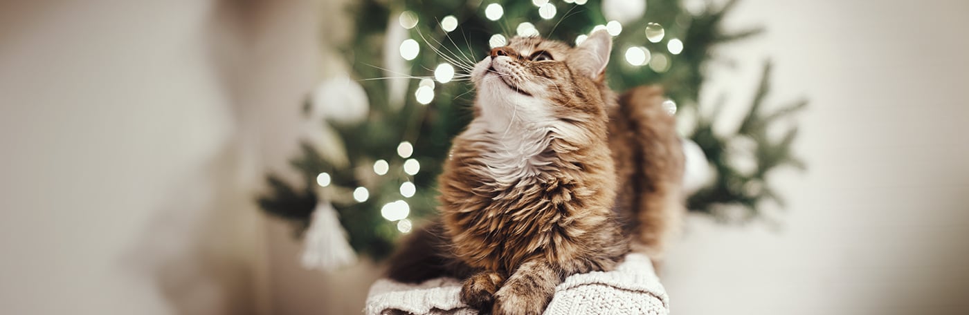 HP-Heimtier-Katze-1400x456