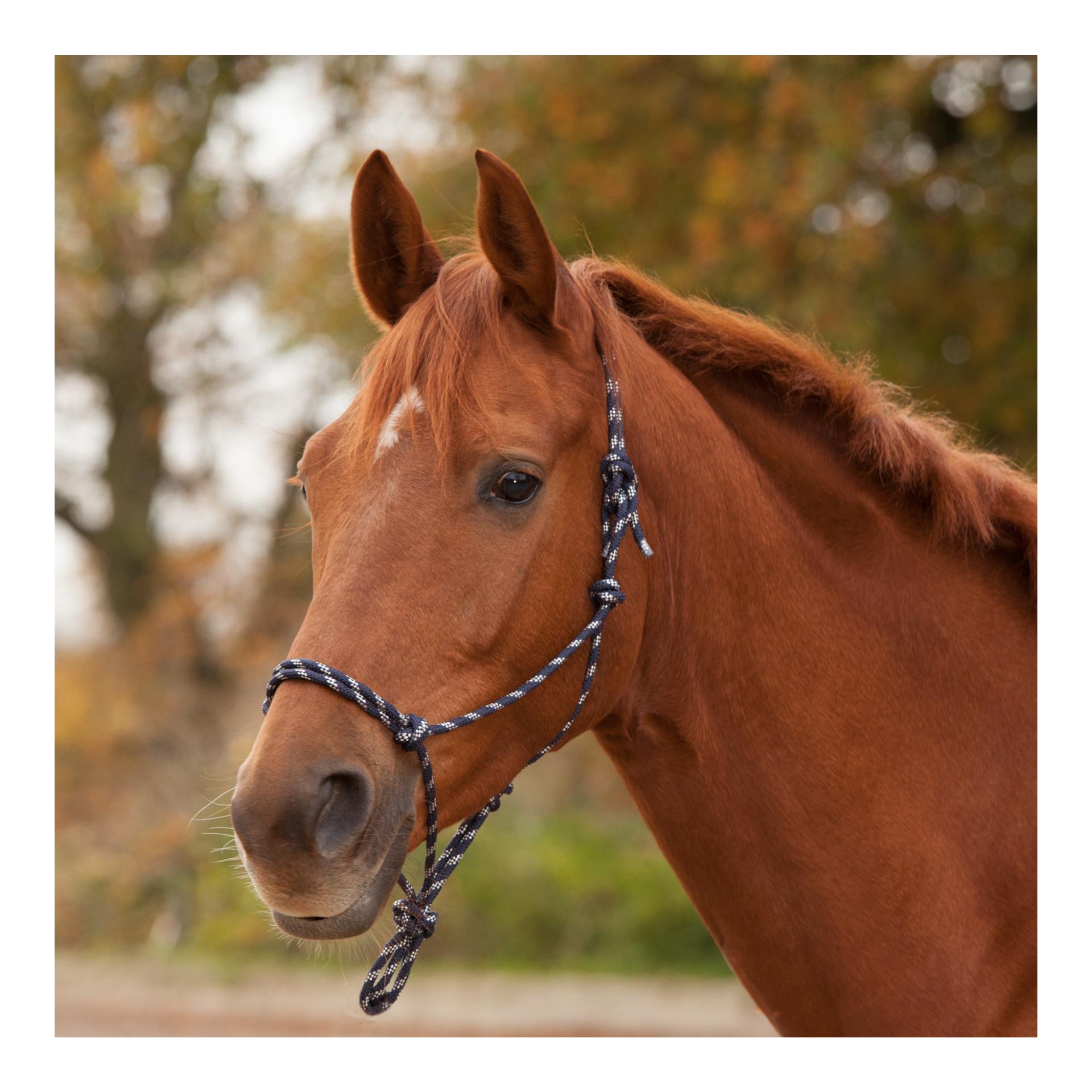Knotenhalfter - nachtblau/silber