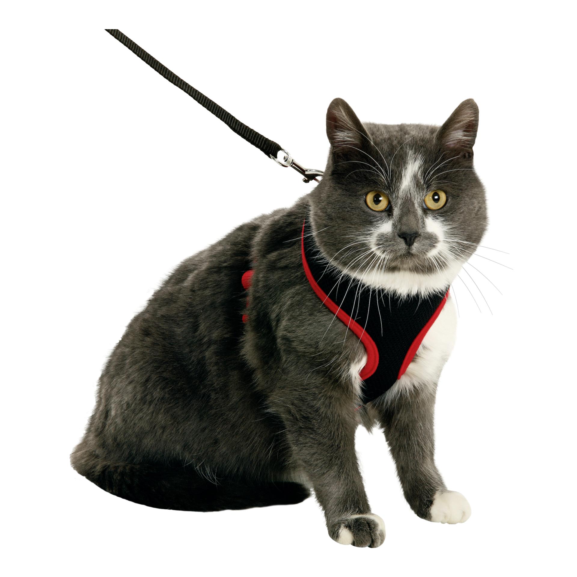 Katzen Geschirr mit Leine Harms