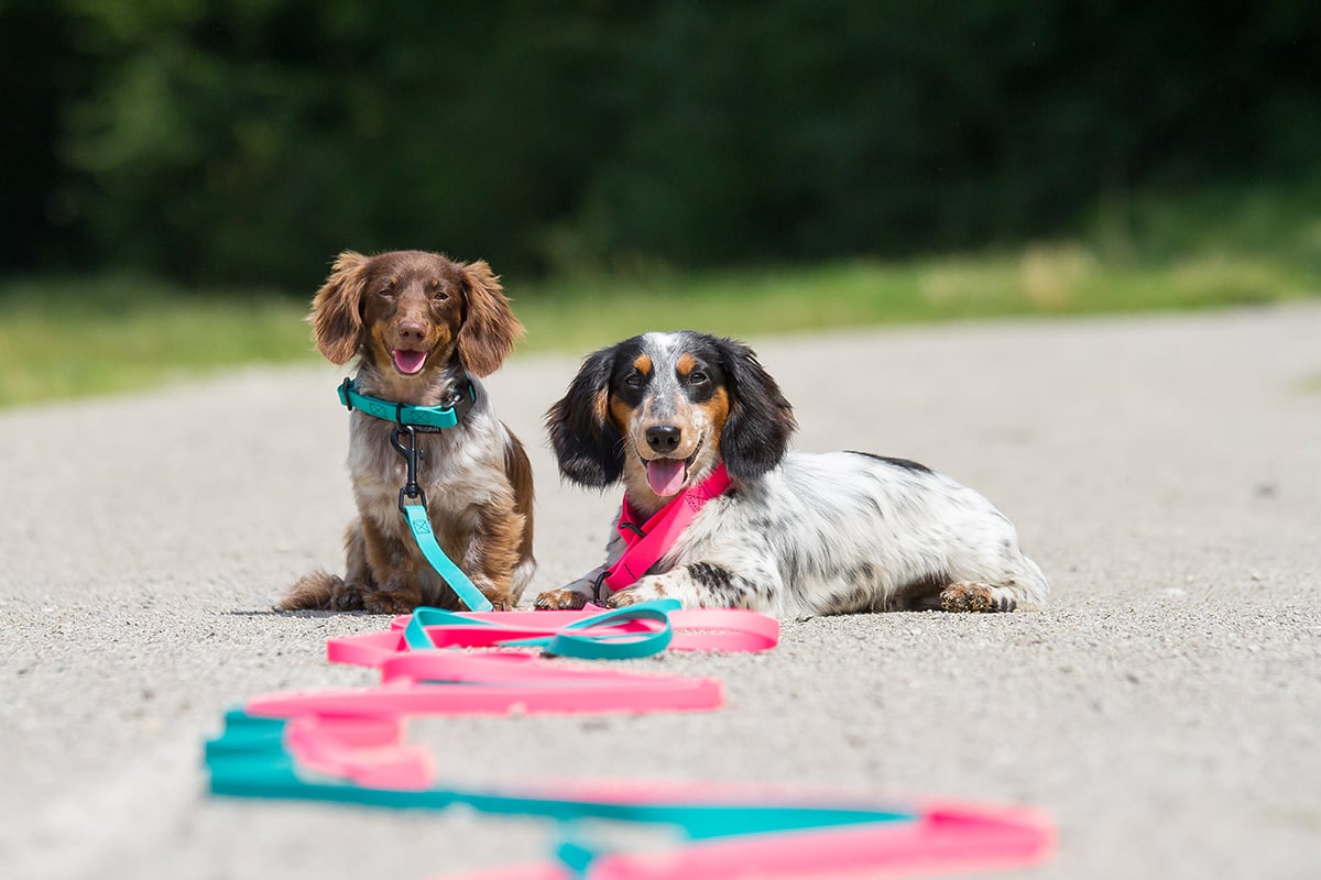 Treusinn. Schleppleine Biothane STAY