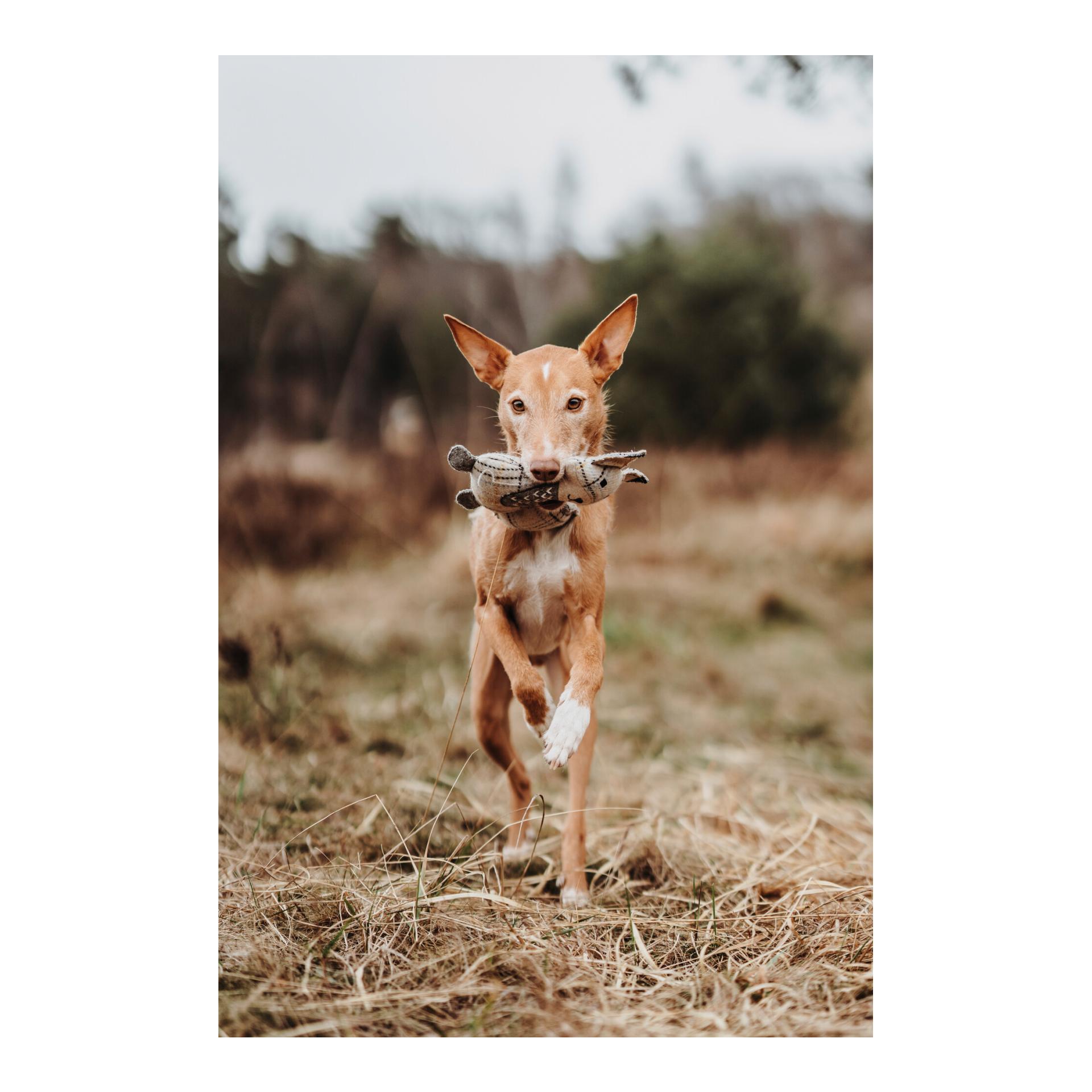 Hundespielzeug Billund Fuchs