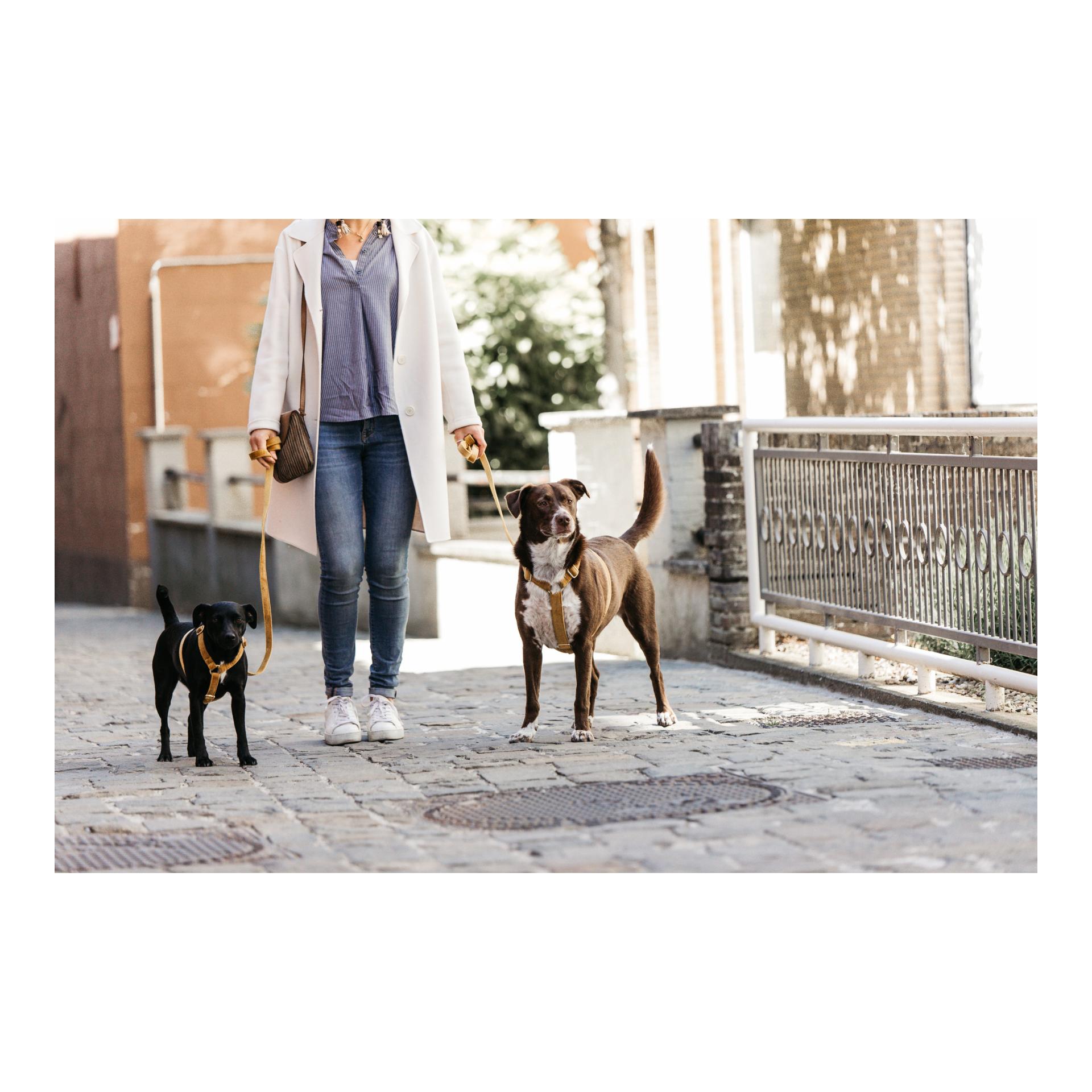 Hundeleine Velvet - mustard