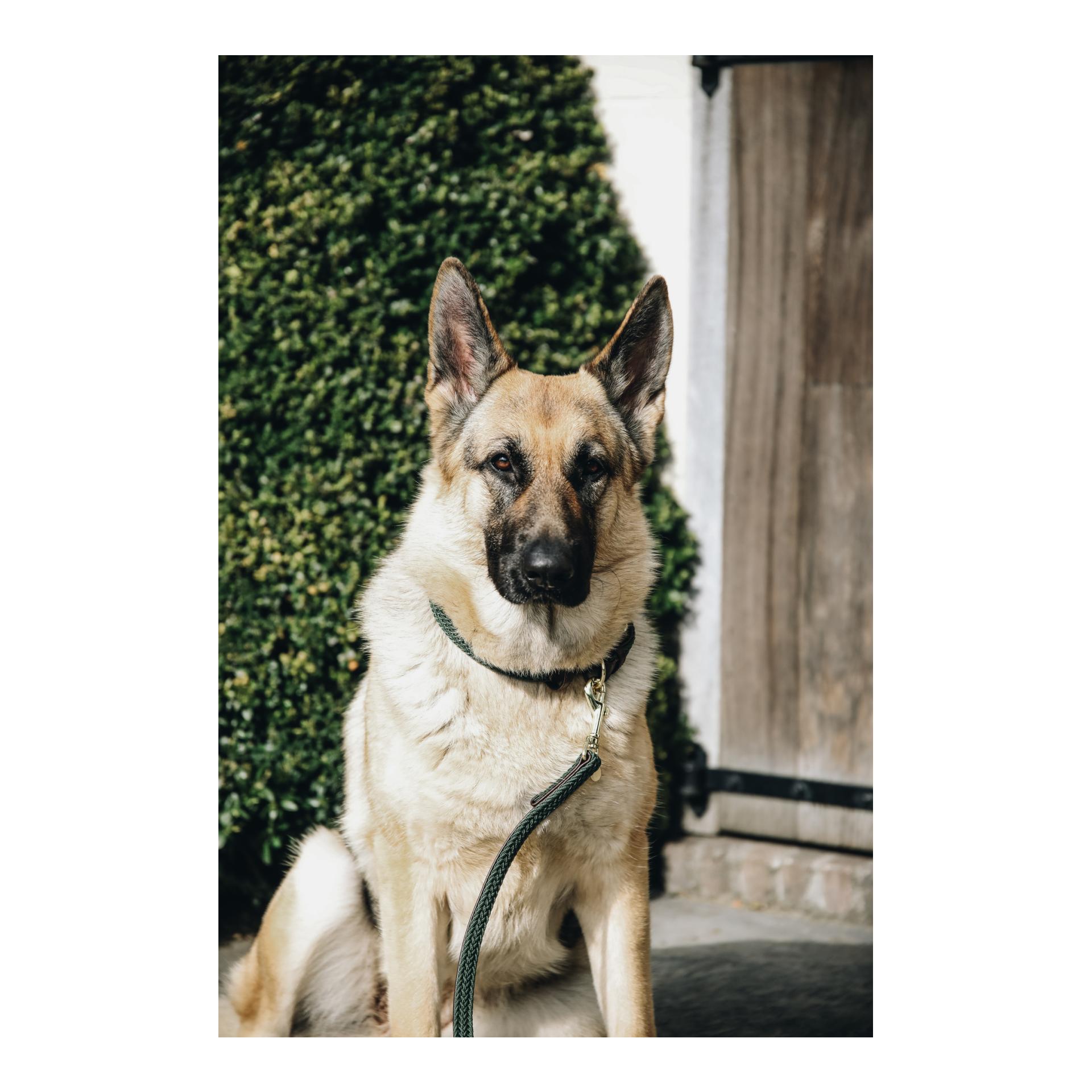 Hundeleine Nylon geflochten - olive green