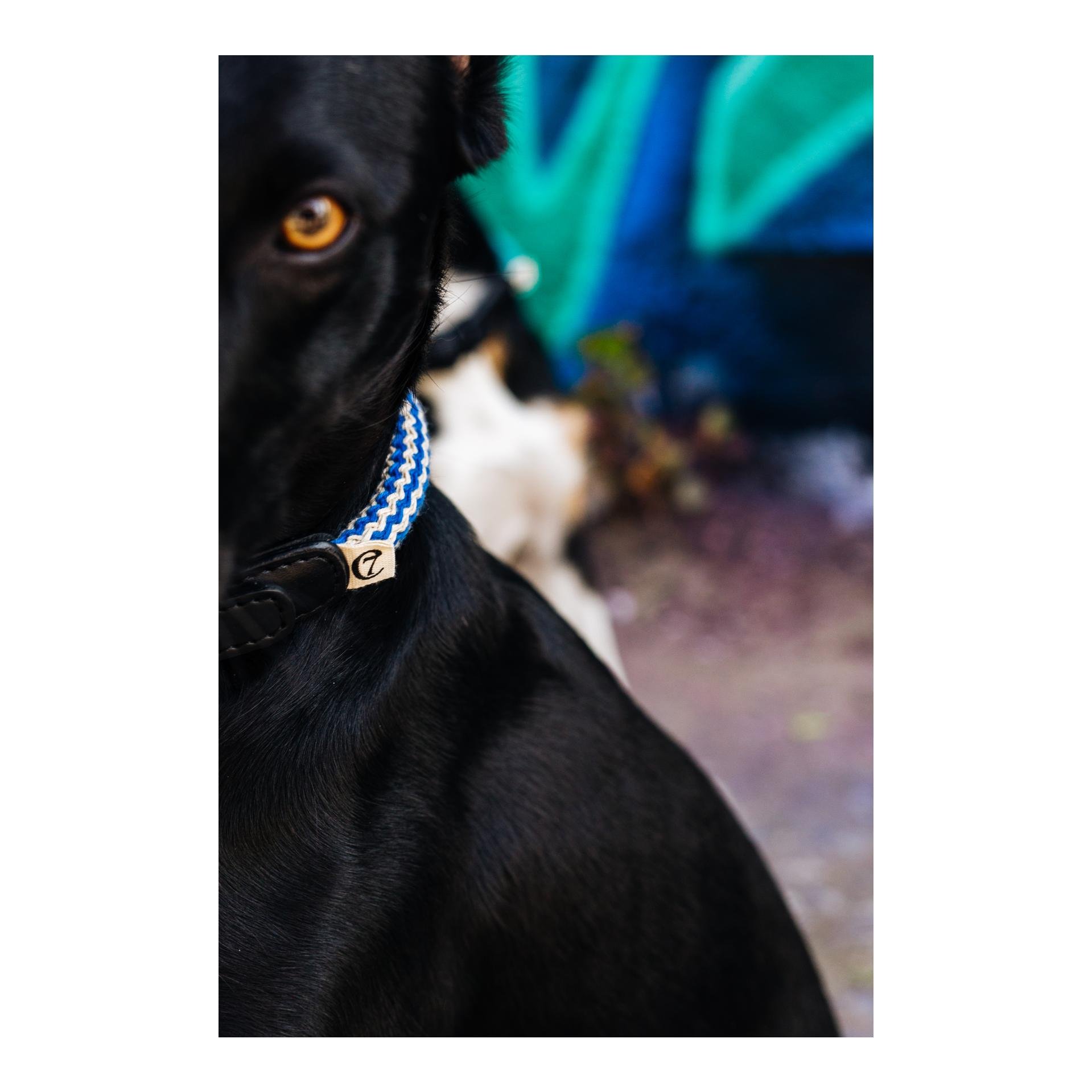 Hundehalsband Mauerpark