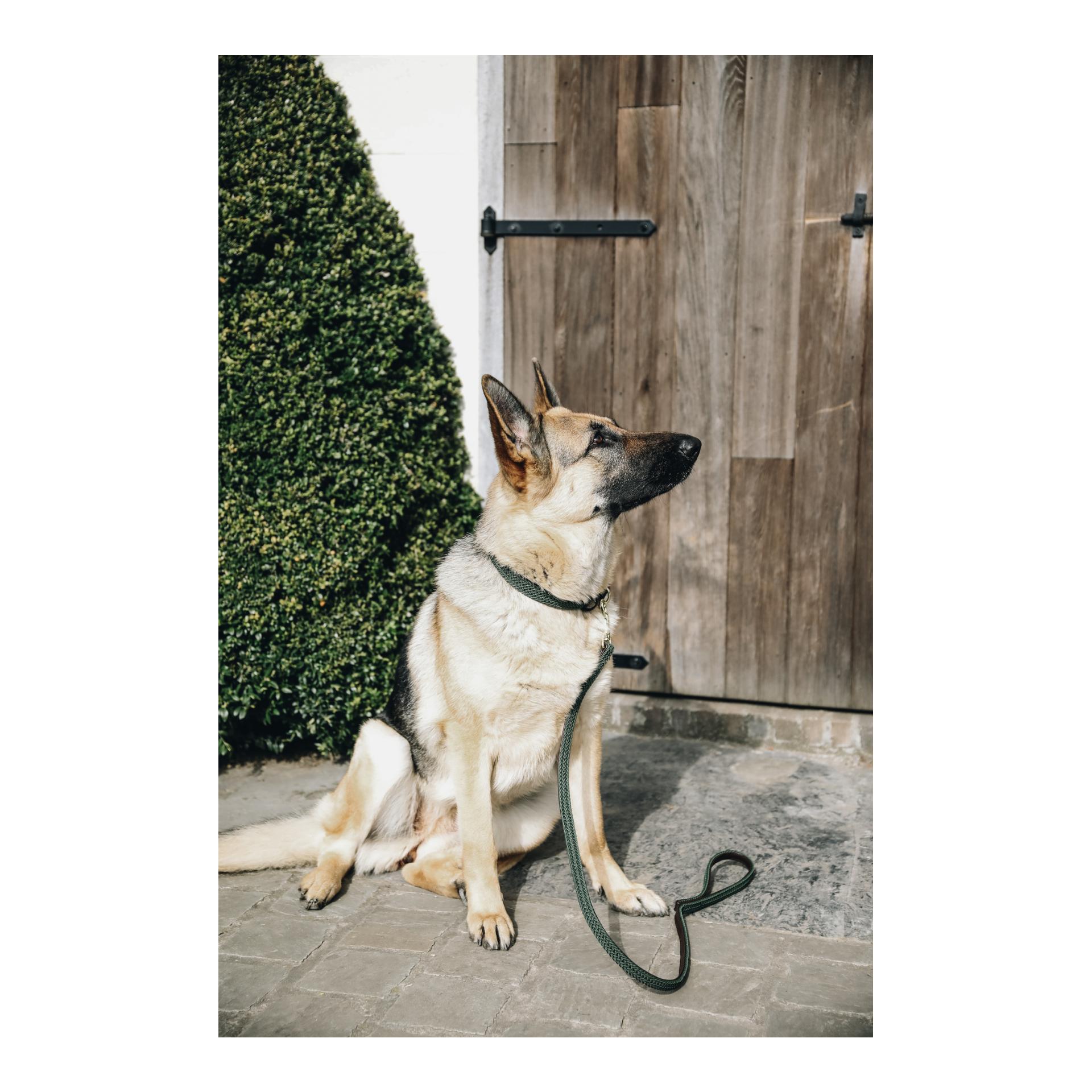 Hundehalsband Nylon geflochten - olive green