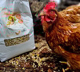 Hauptner-KAT-Futter_Futterzusaetze