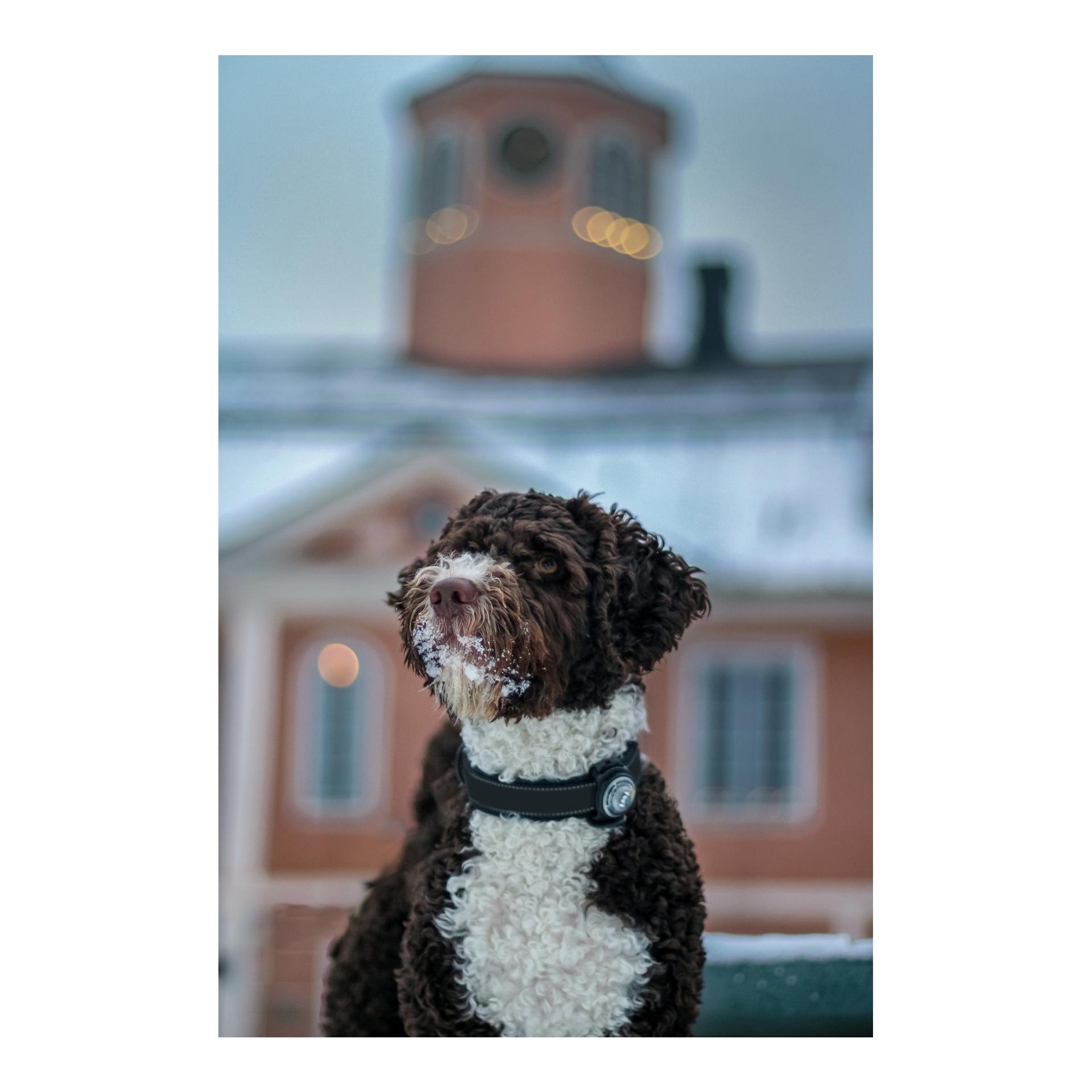 Safety Light Orbiloc Dog Dual - weiss