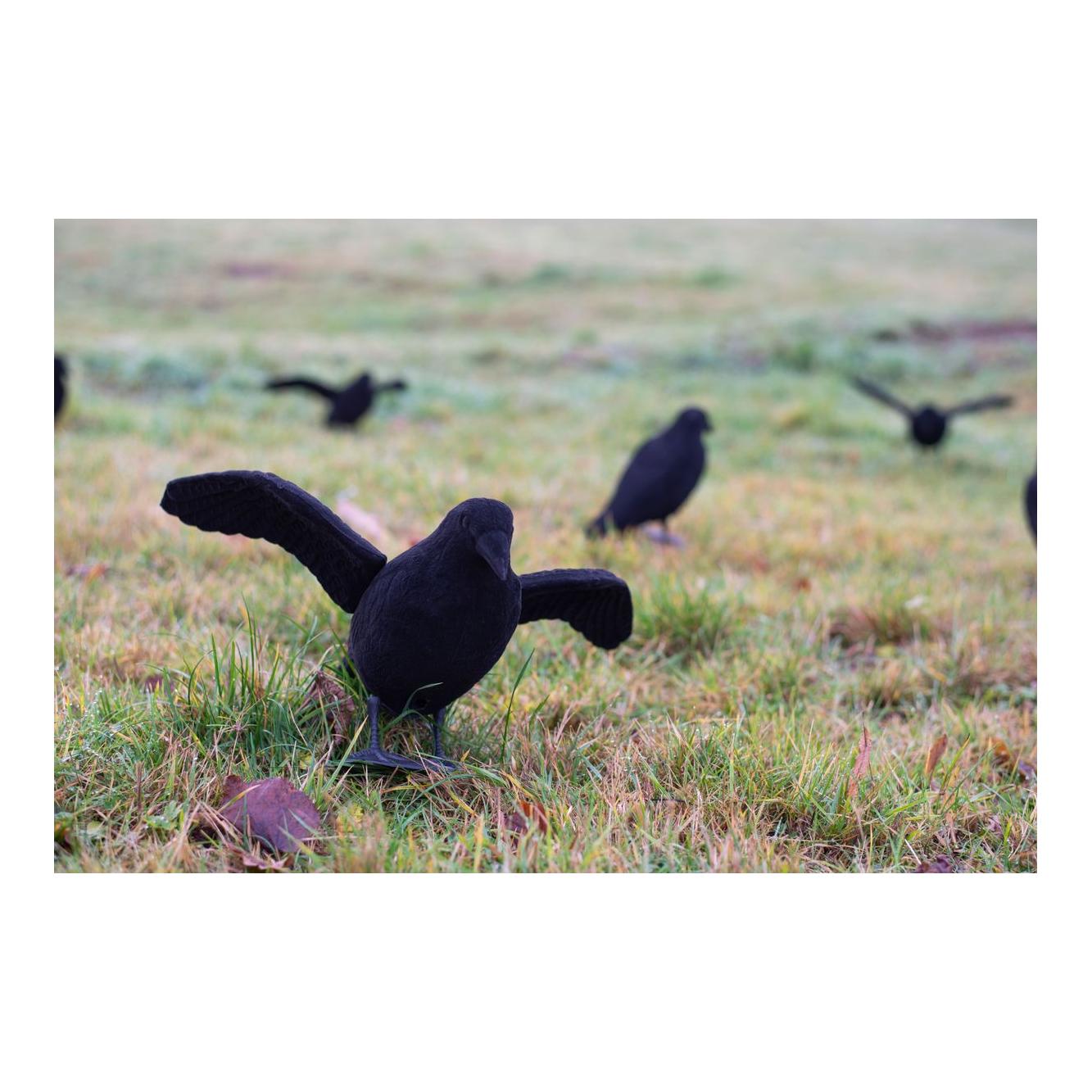 Beflockte Lockkrähe mit Flügeln