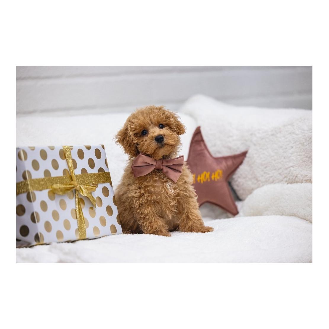 Hundespielzeug Weihnachtsstern Samt