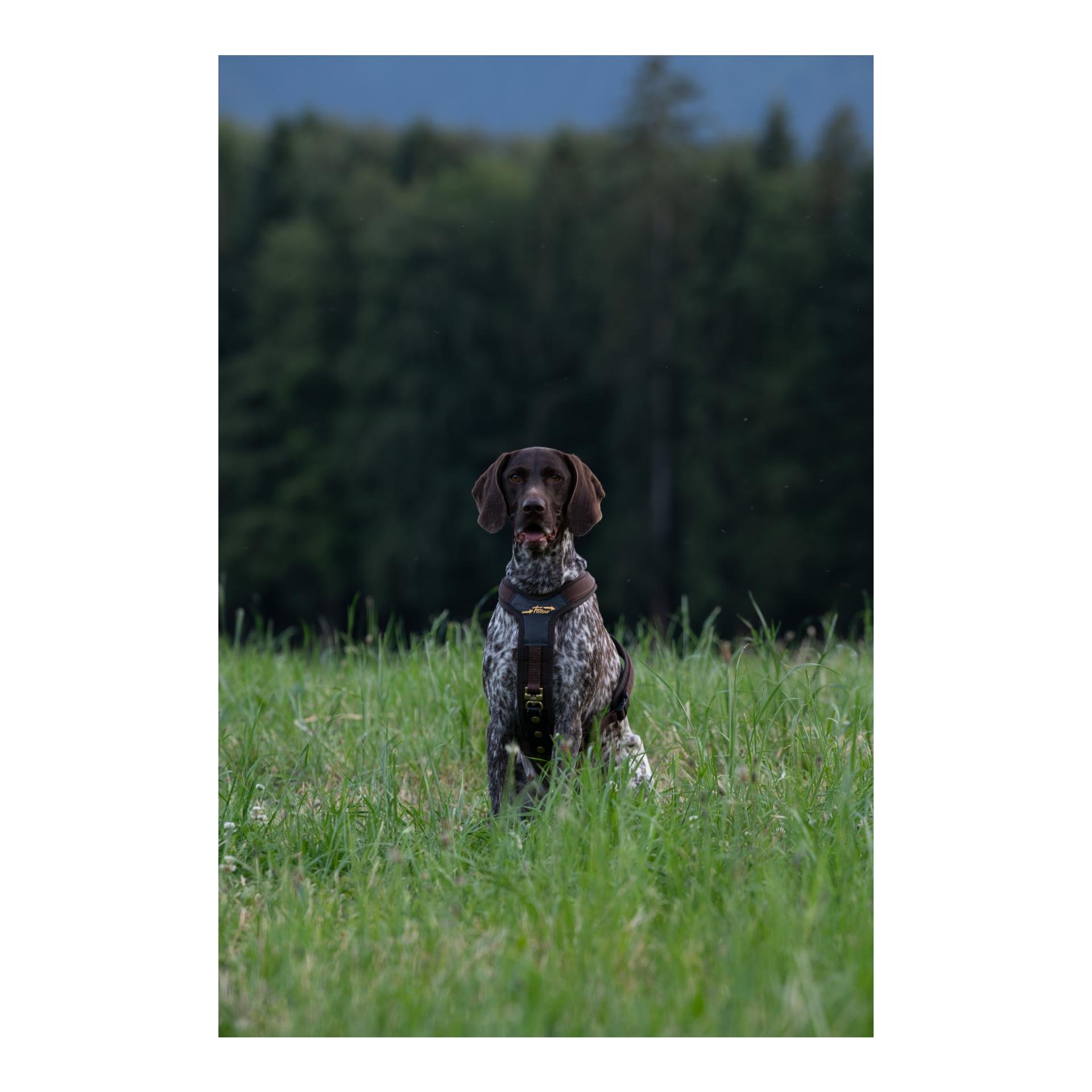 Hundeführgeschirr Follow