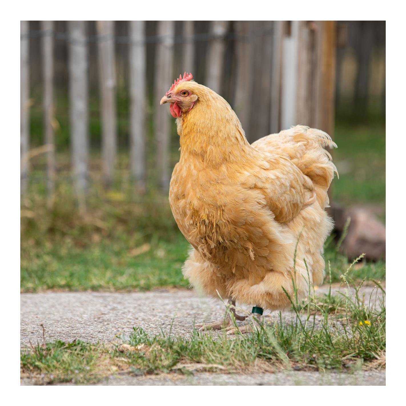 Hühnerfussringe 25 Stk.