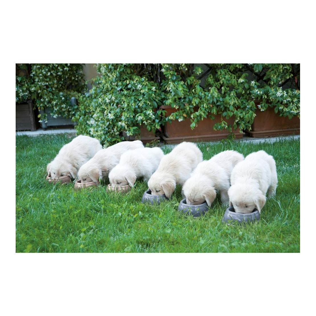 Kunststoffnapf farblich assortiert