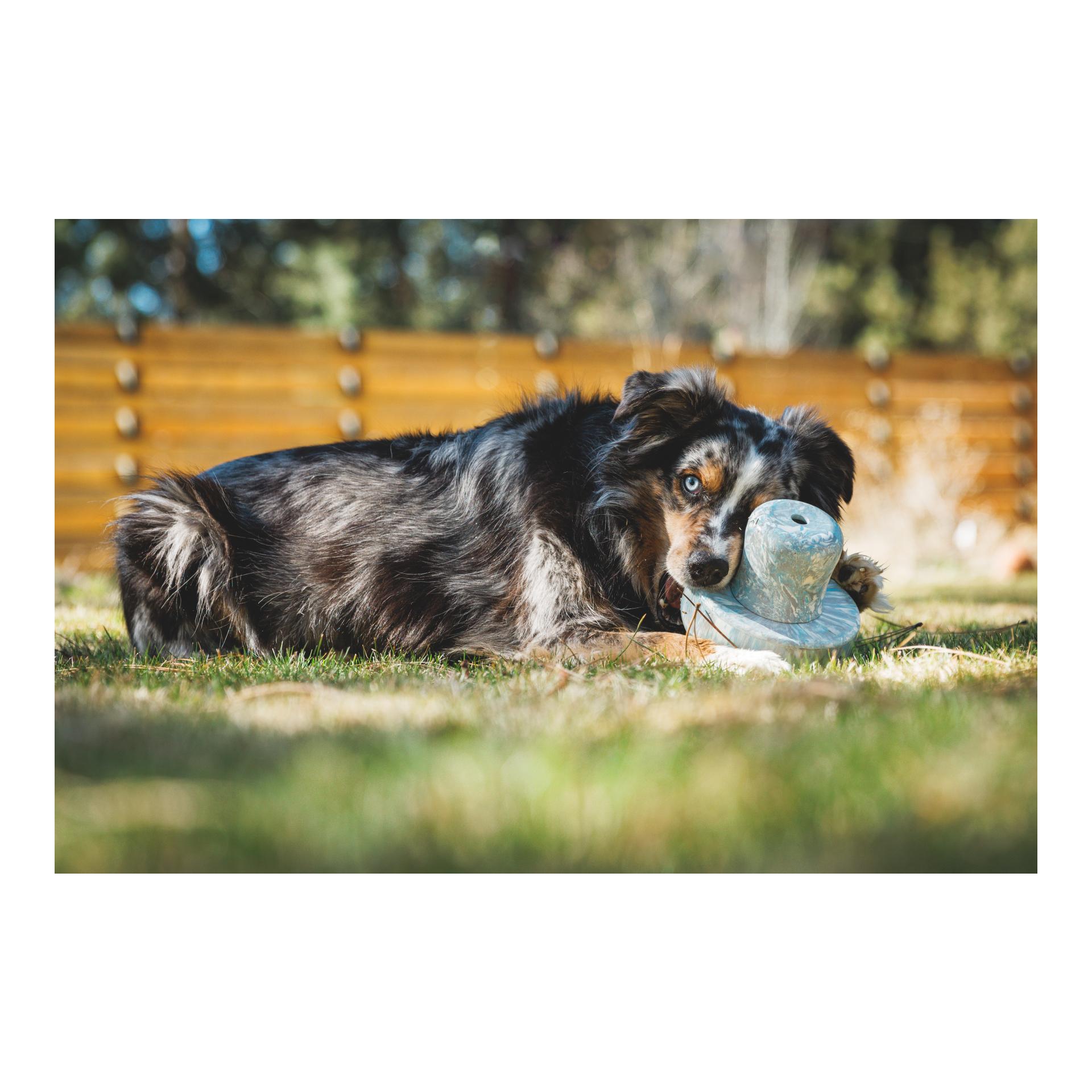 Hundespielzeug Porchini