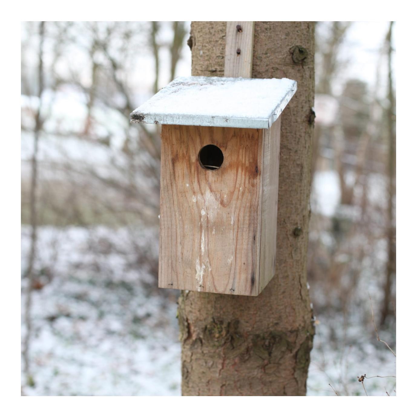 Beobachtungsnistkasten