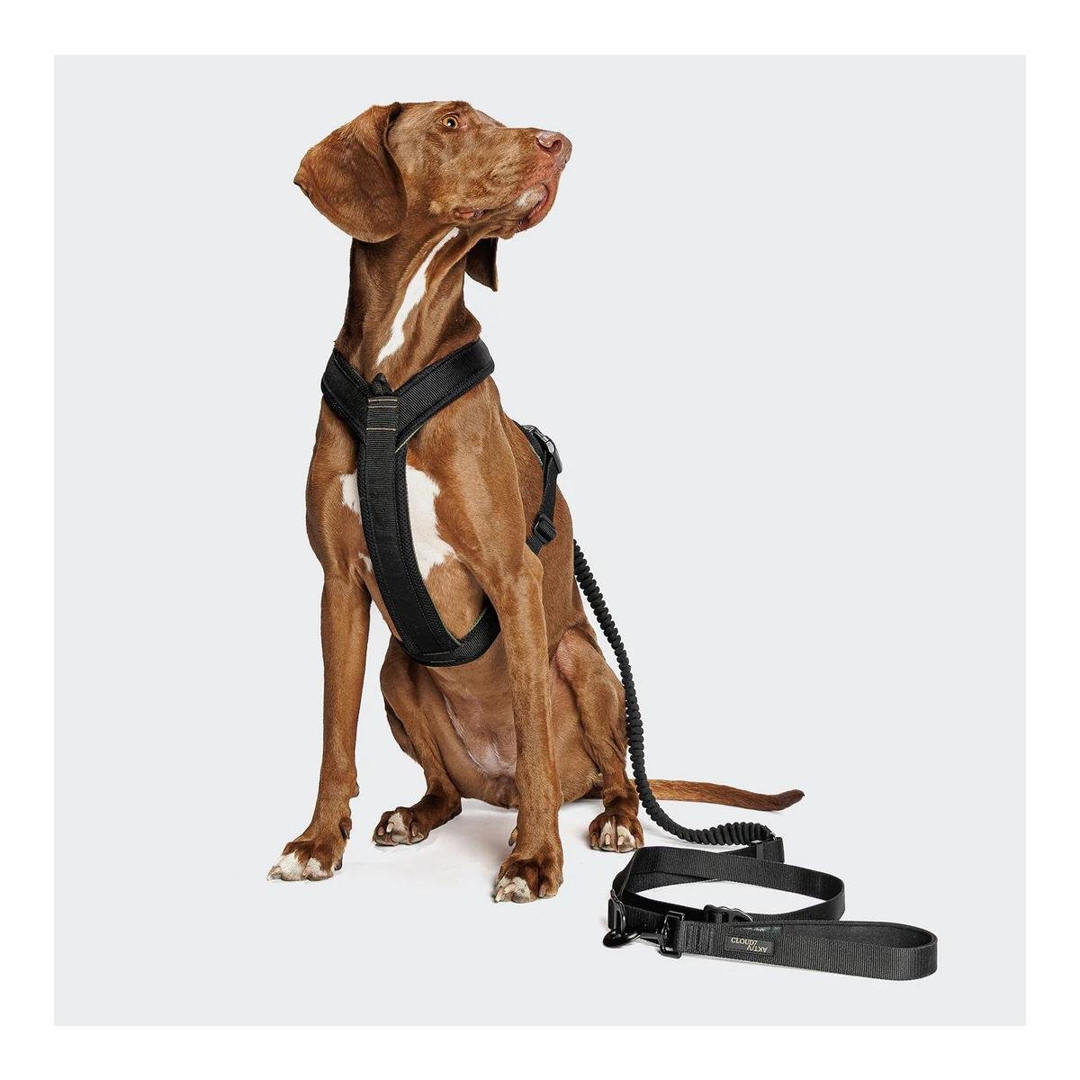 L-2 Laisse de jogging pour chien