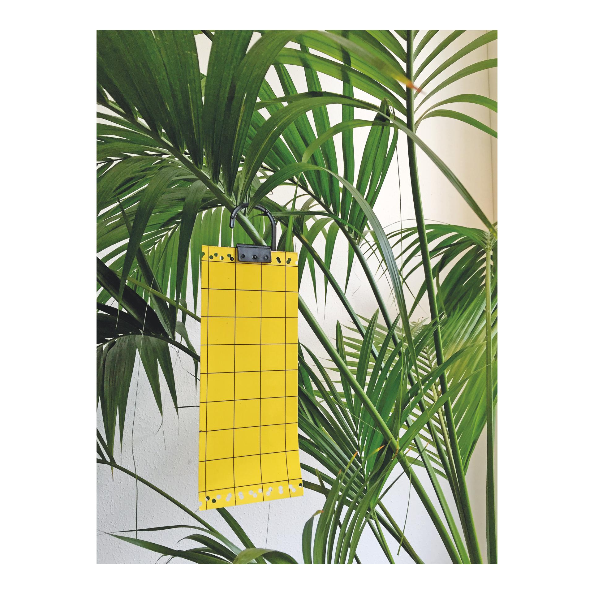 Gelbe Insekten-Klebetafel - 5er Set