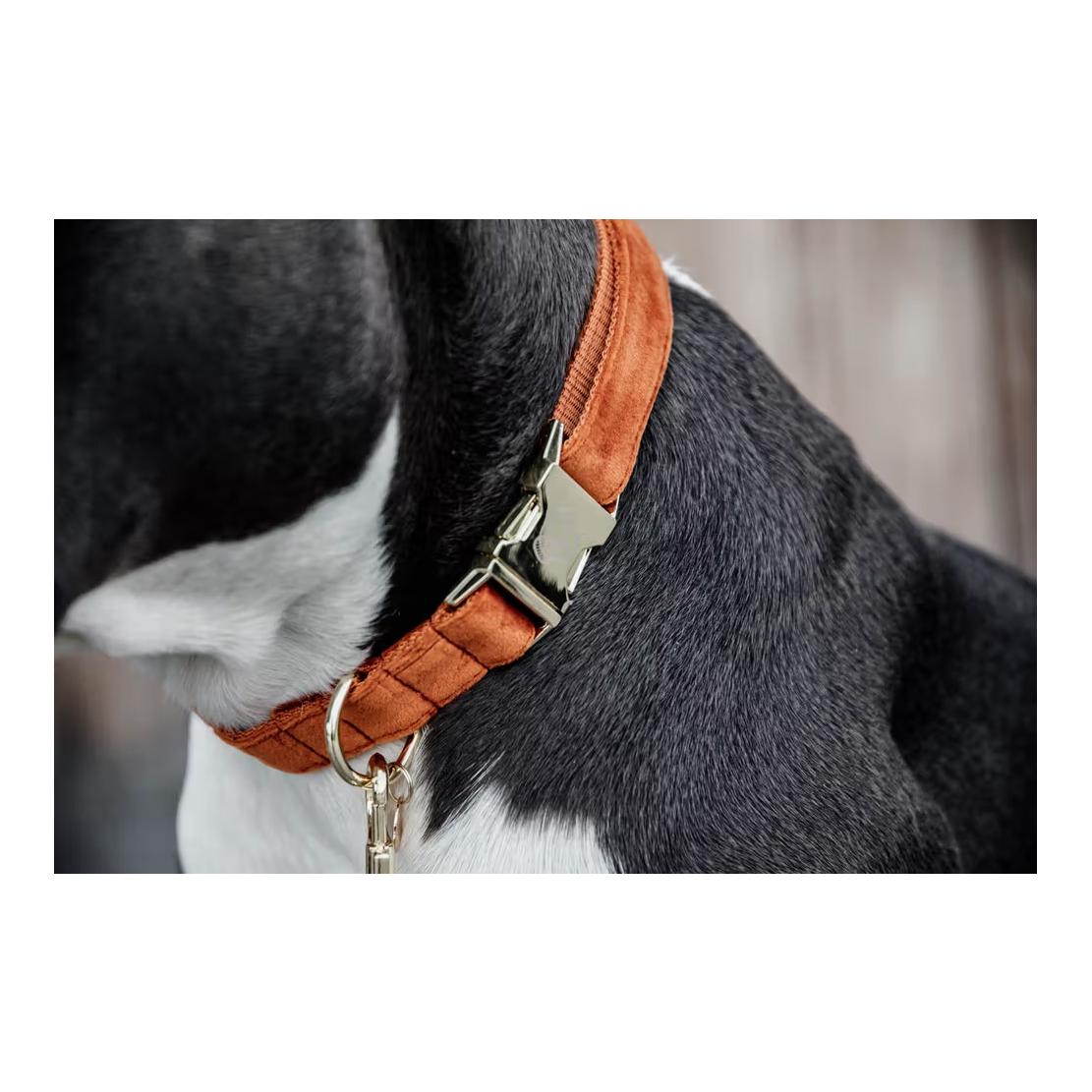 Collier de chien en velours