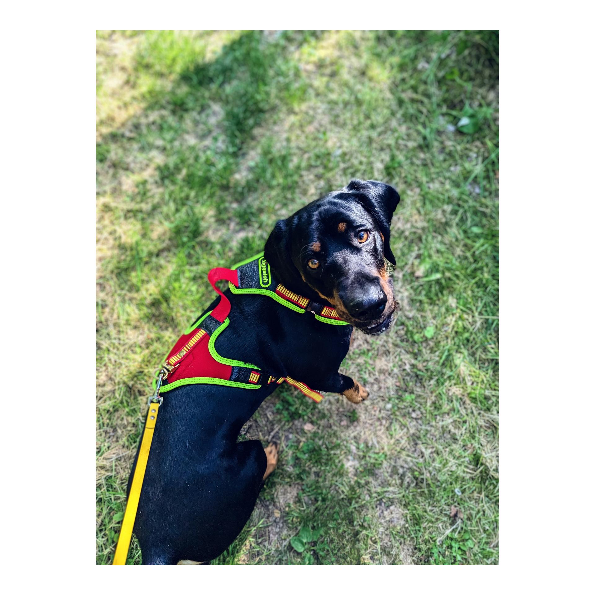 Hundeführgeschirr Follow Trail